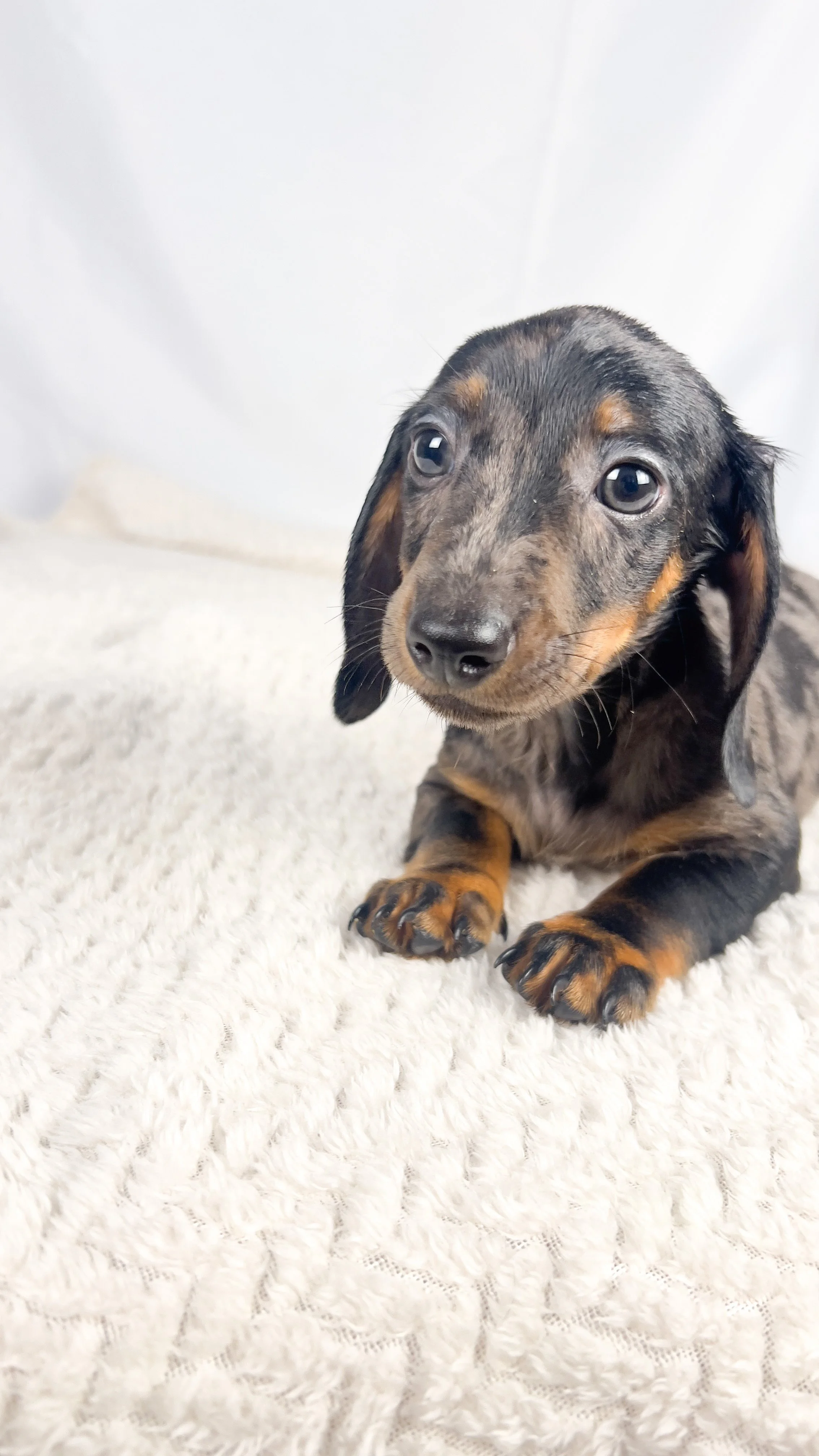 Lychee (RESERVED, shorthaired boy)