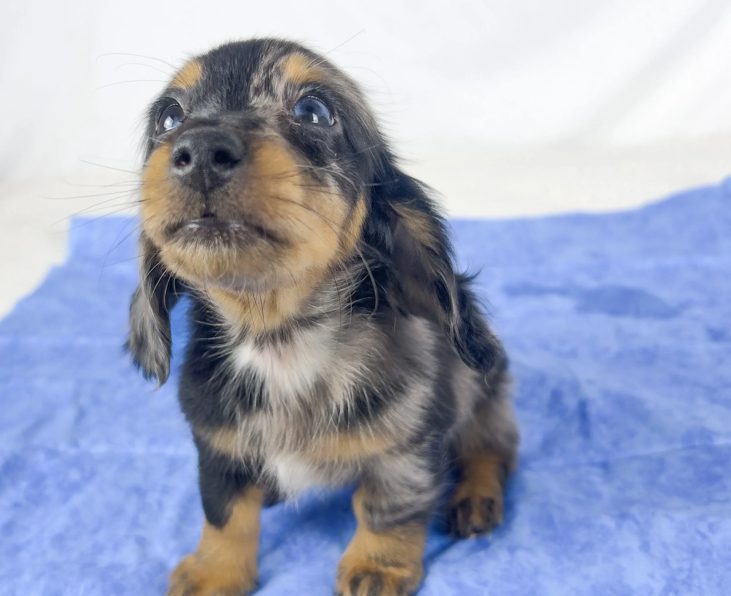 Chocolate aka Frankie (RESERVED, longhaired boy)
