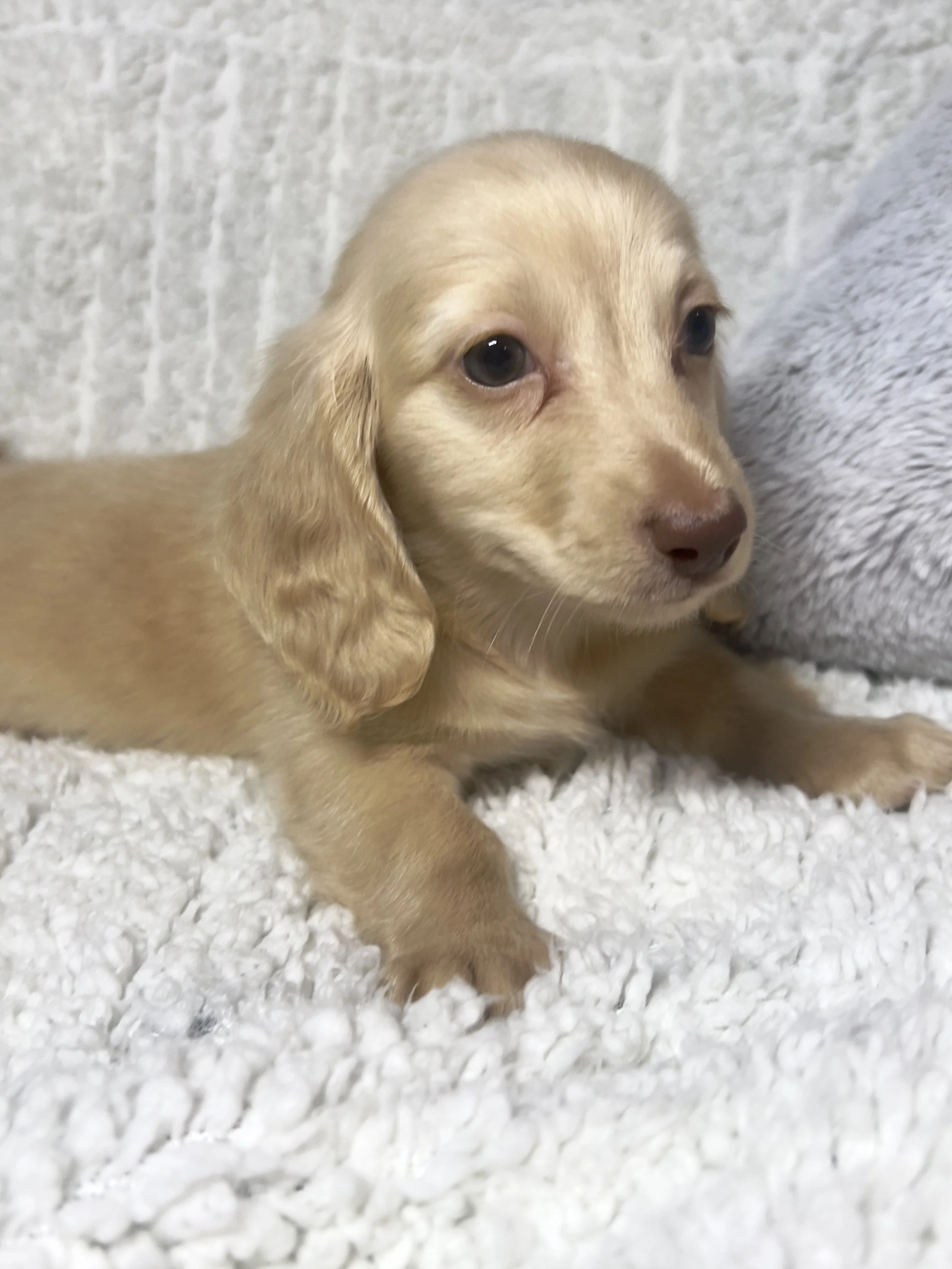 Fireworks aka Santi (RESERVED, longhaired boy)