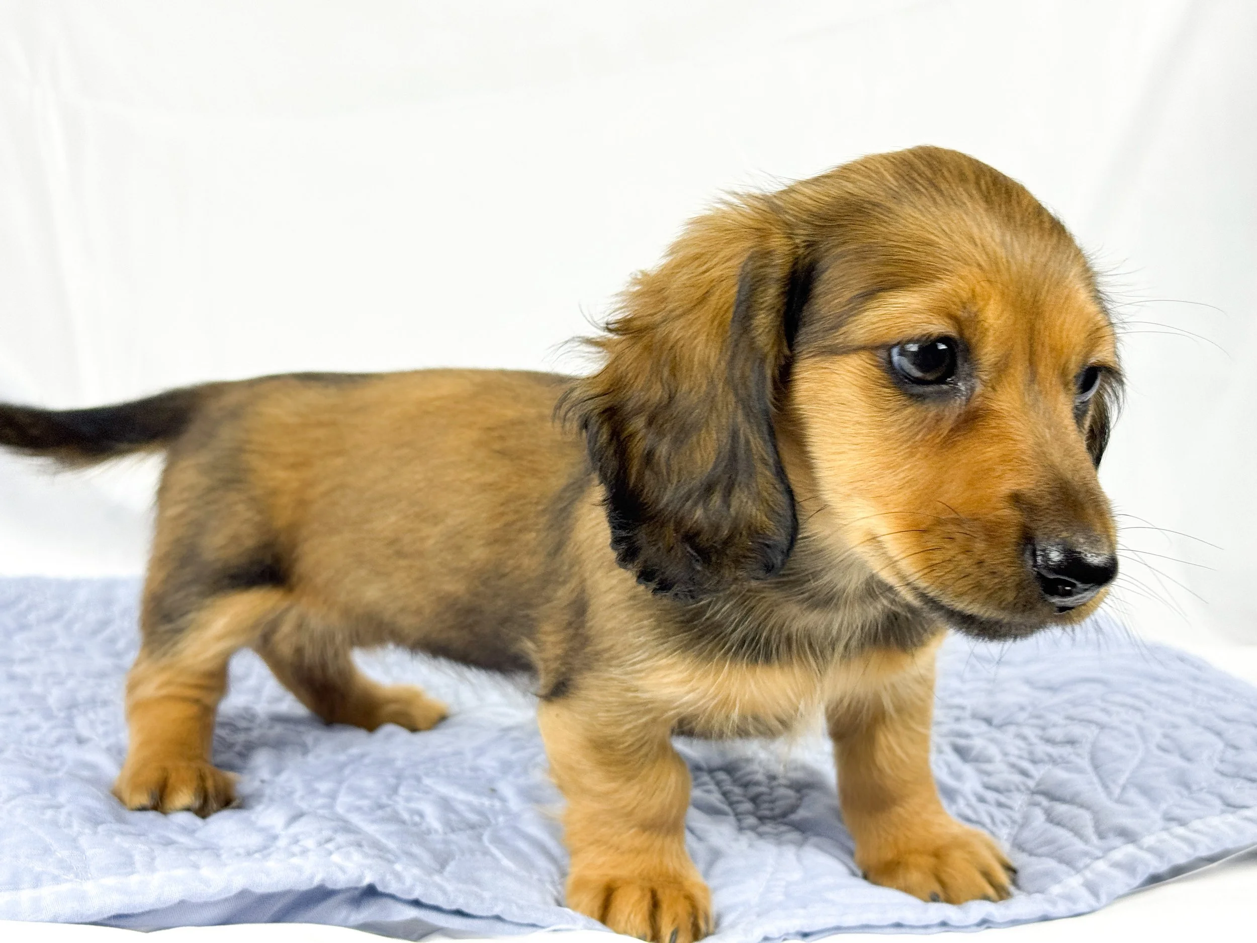 Wavy aka Tate (RESERVED, longhaired girl)