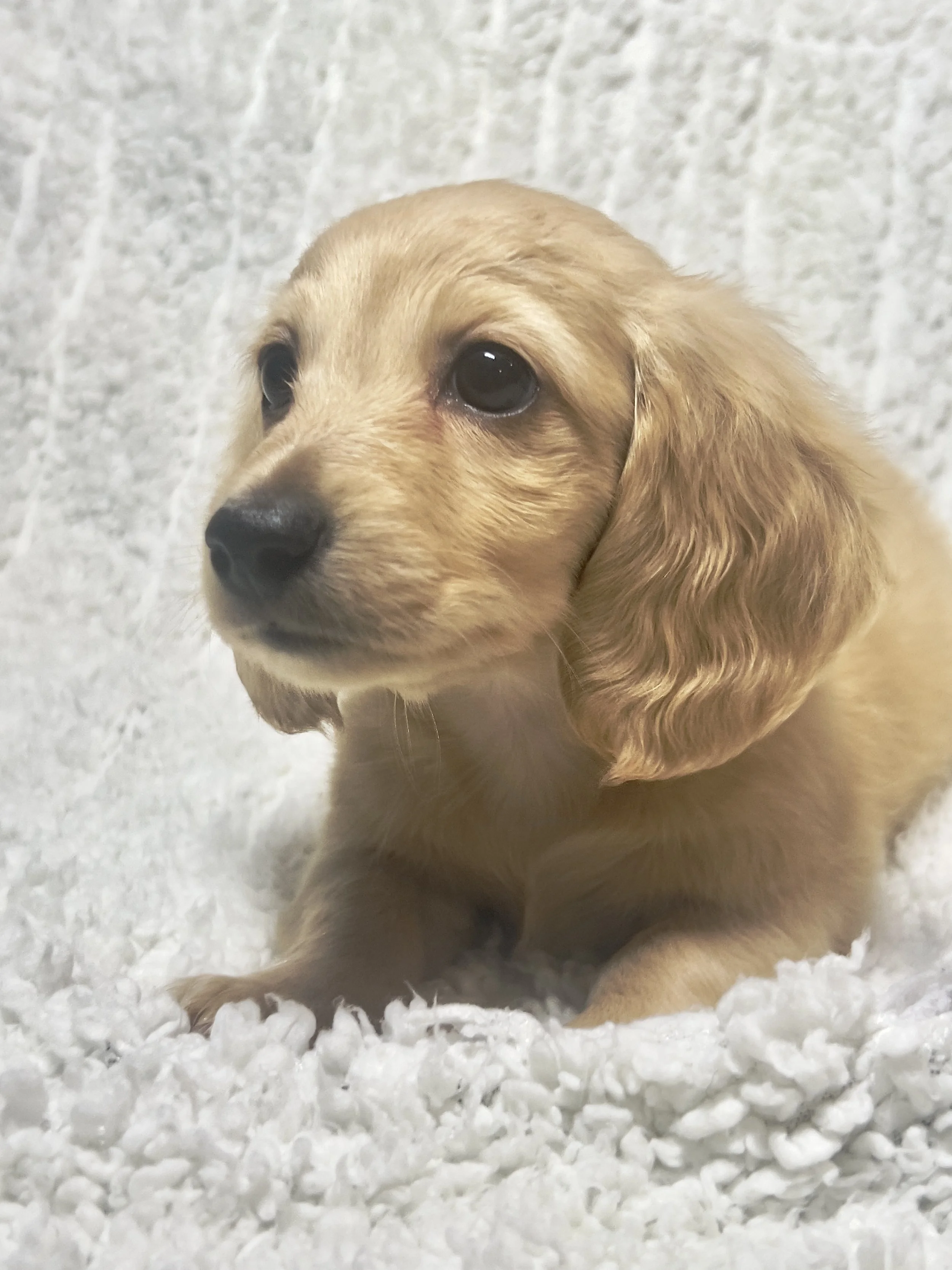 Confetti aka Dobby (RESERVED, longhaired boy)