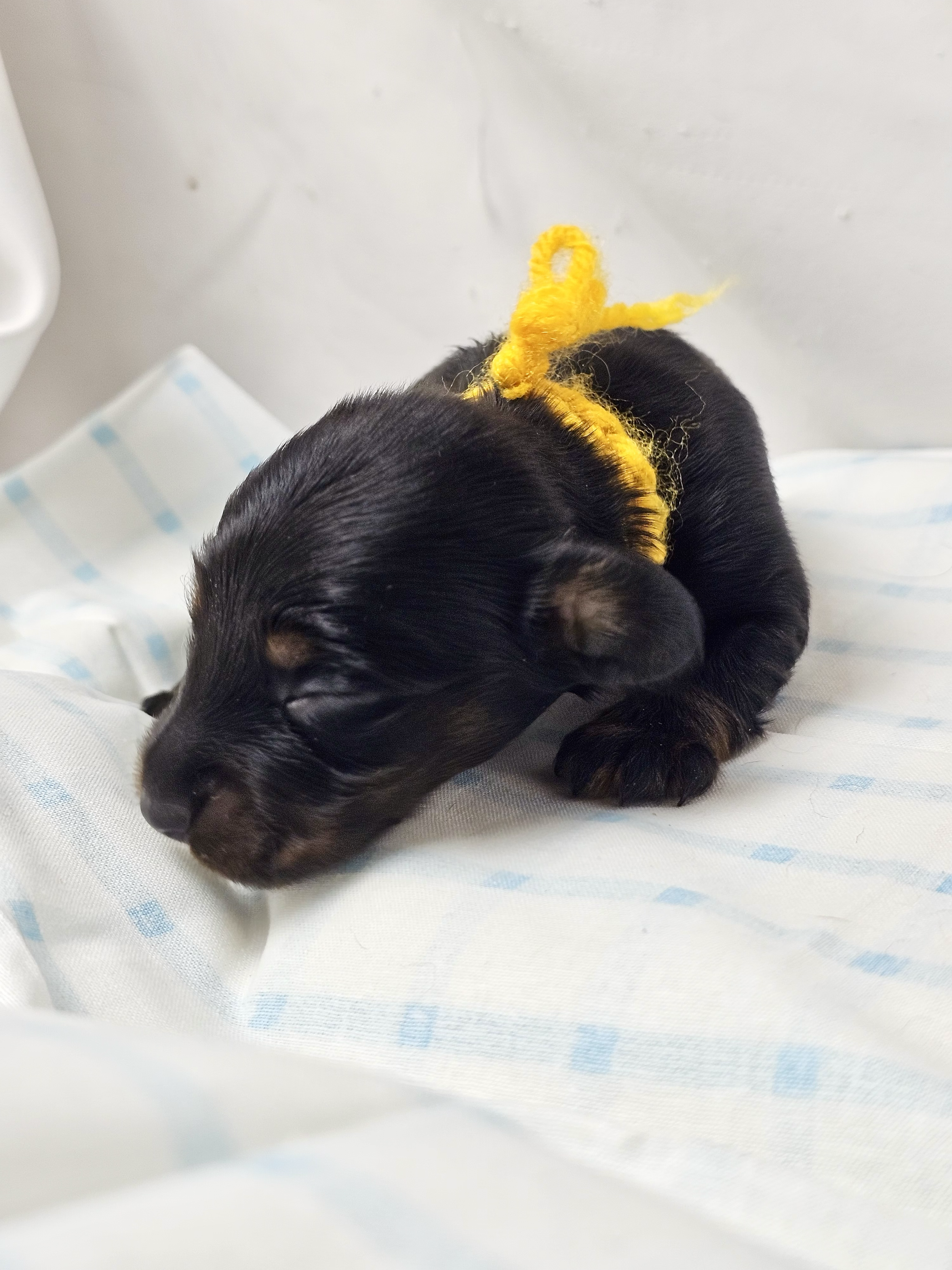 Twix (longhaired boy, $2500 with a $500 deposit towards total)