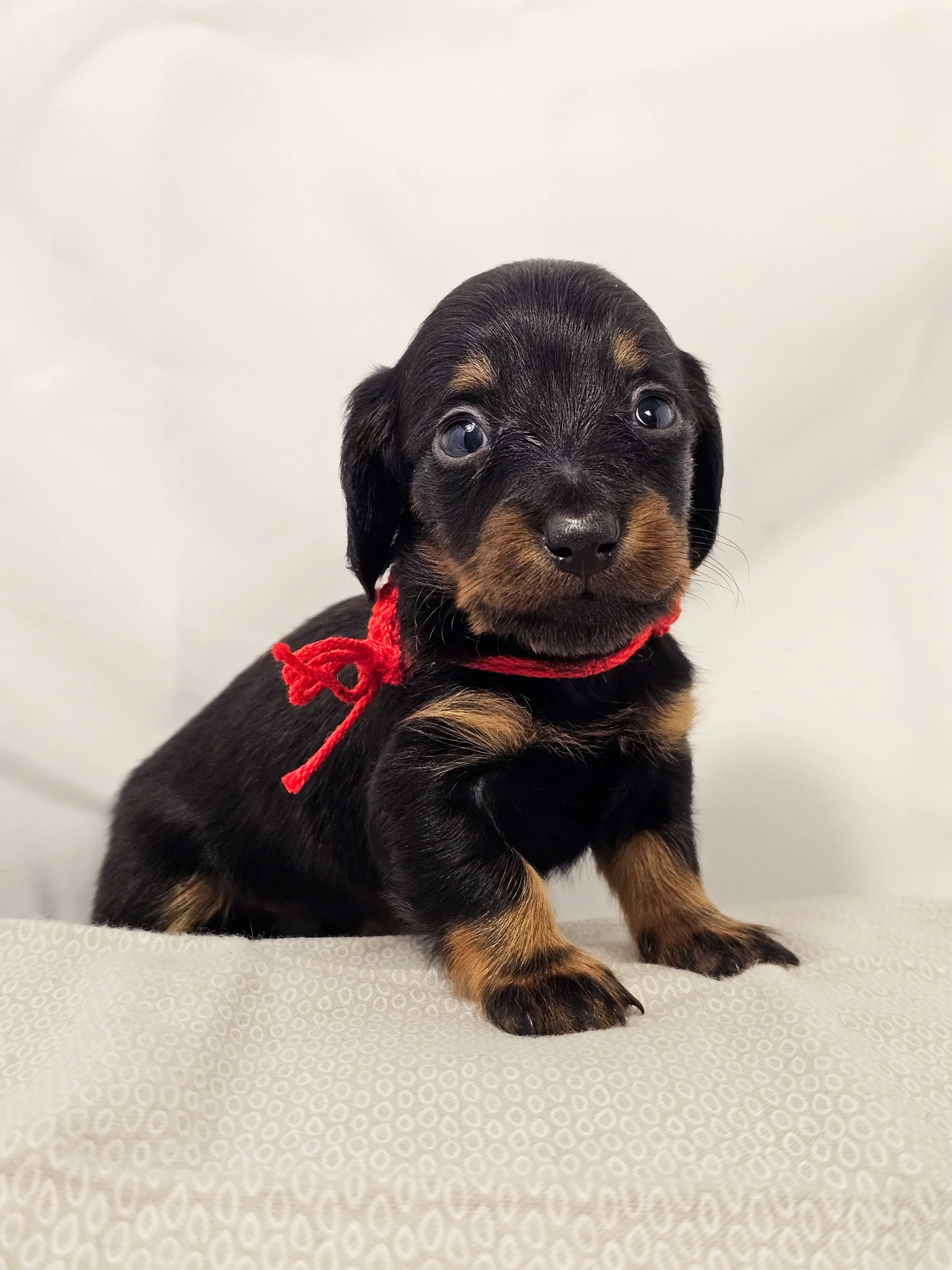 Jelly (longhaired girl, $4000 with a $500 deposit towards the total)