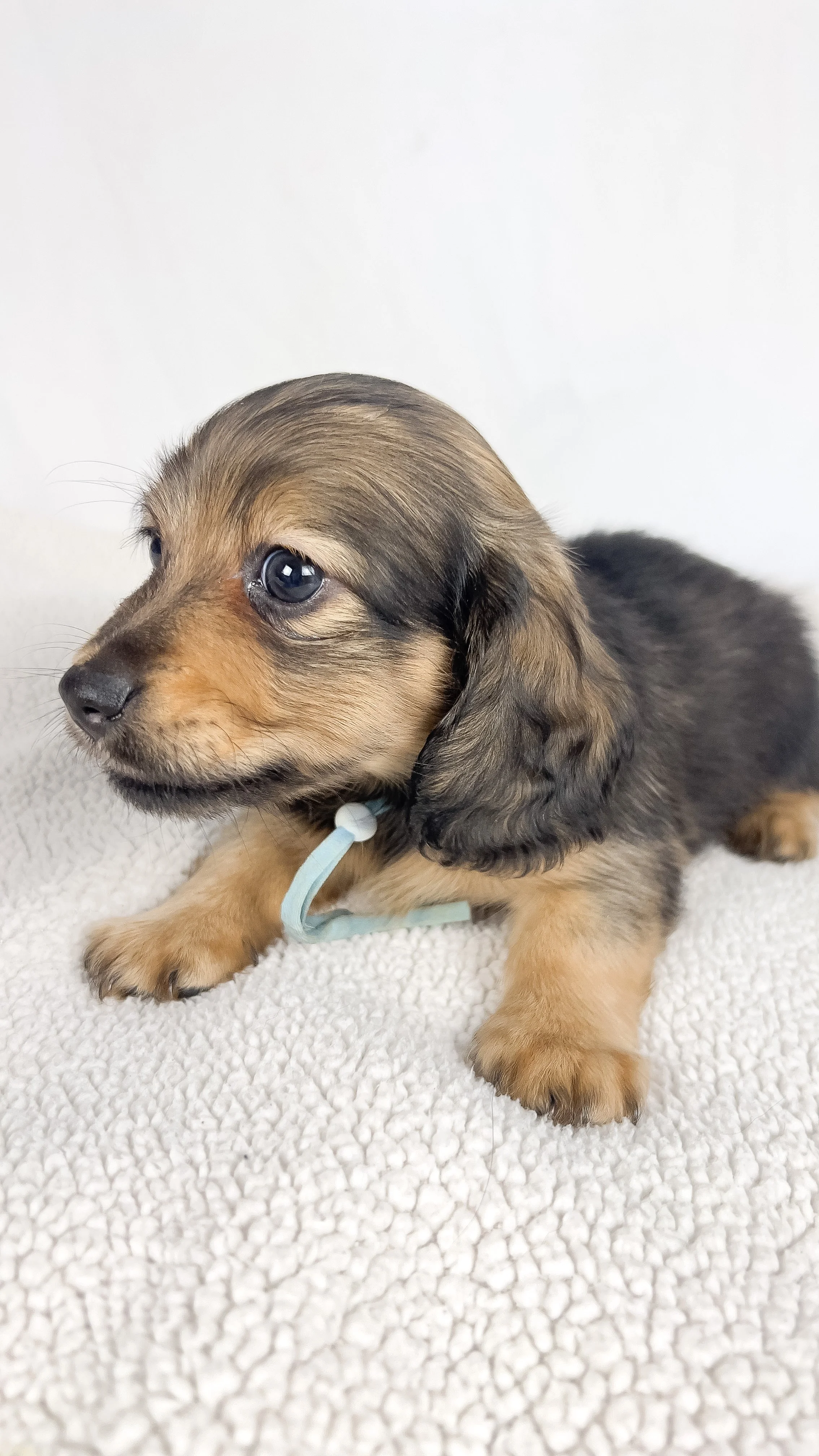 Coca-cola aka Walter (RESERVED, longhaired boy)