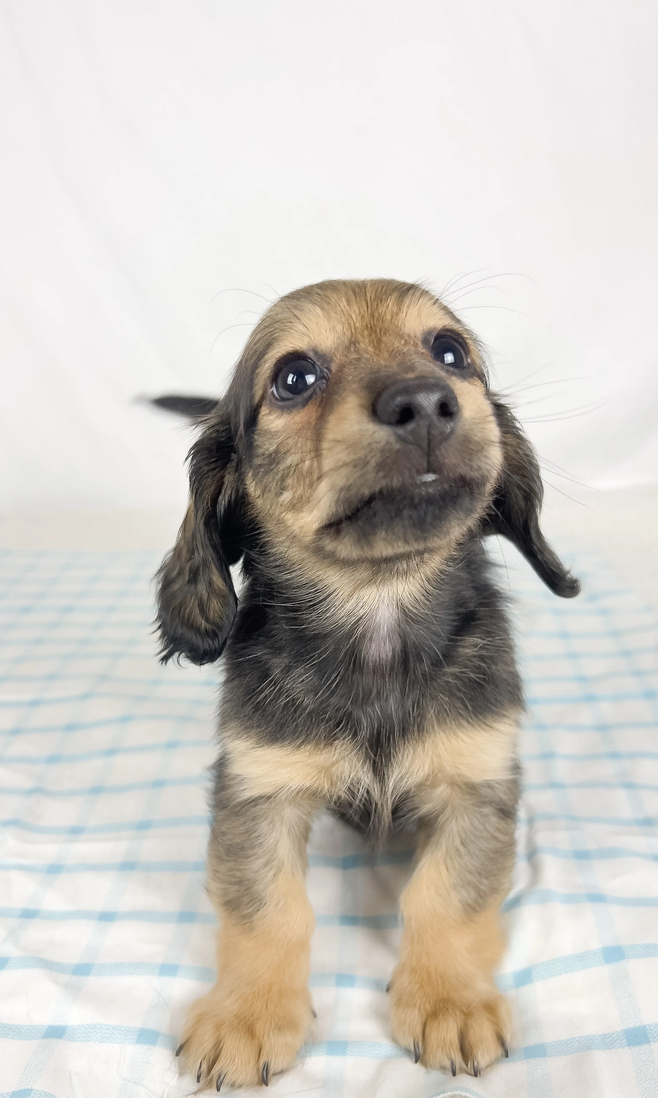 Sundae (RESERVED, longhaired girl)