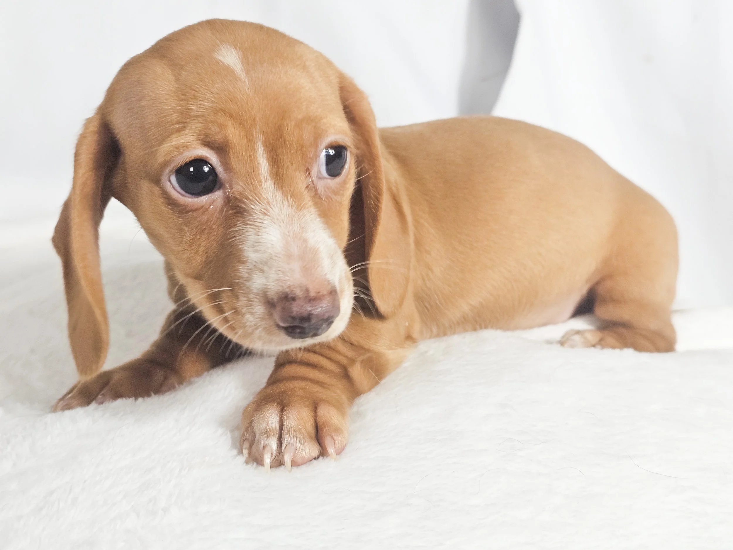 Spicy Jalapeño (RESERVED, shorthaired girl)