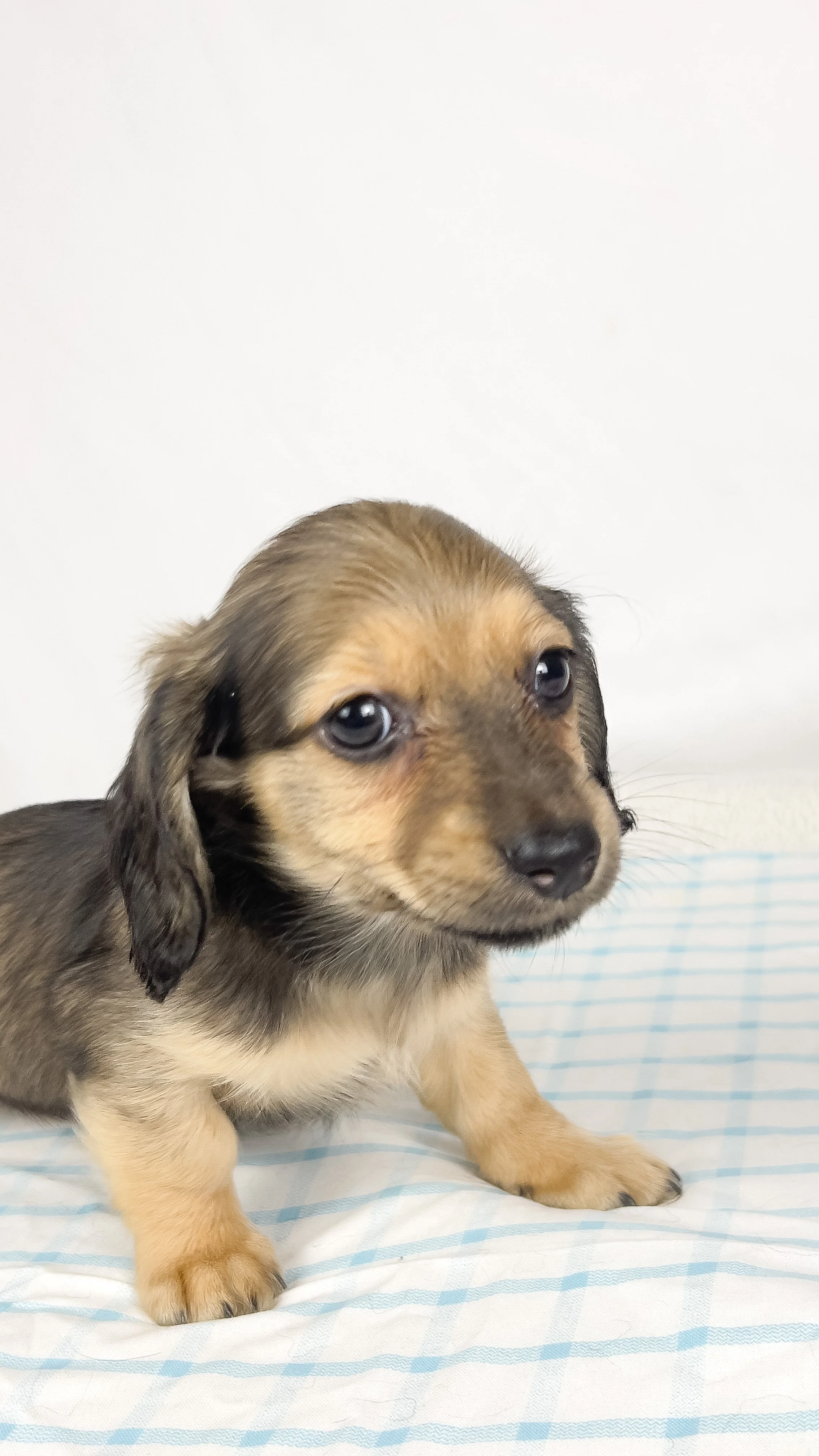 Slice (RESERVED, longhaired boy)