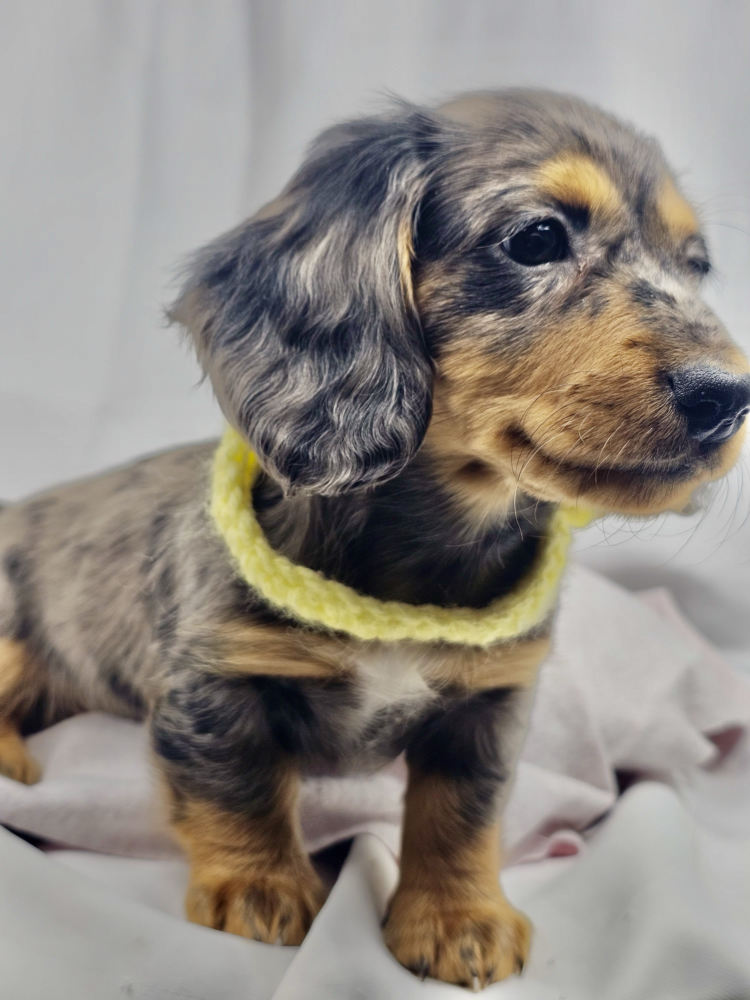 Peeps aka Canela (RESERVED, longhaired girl)