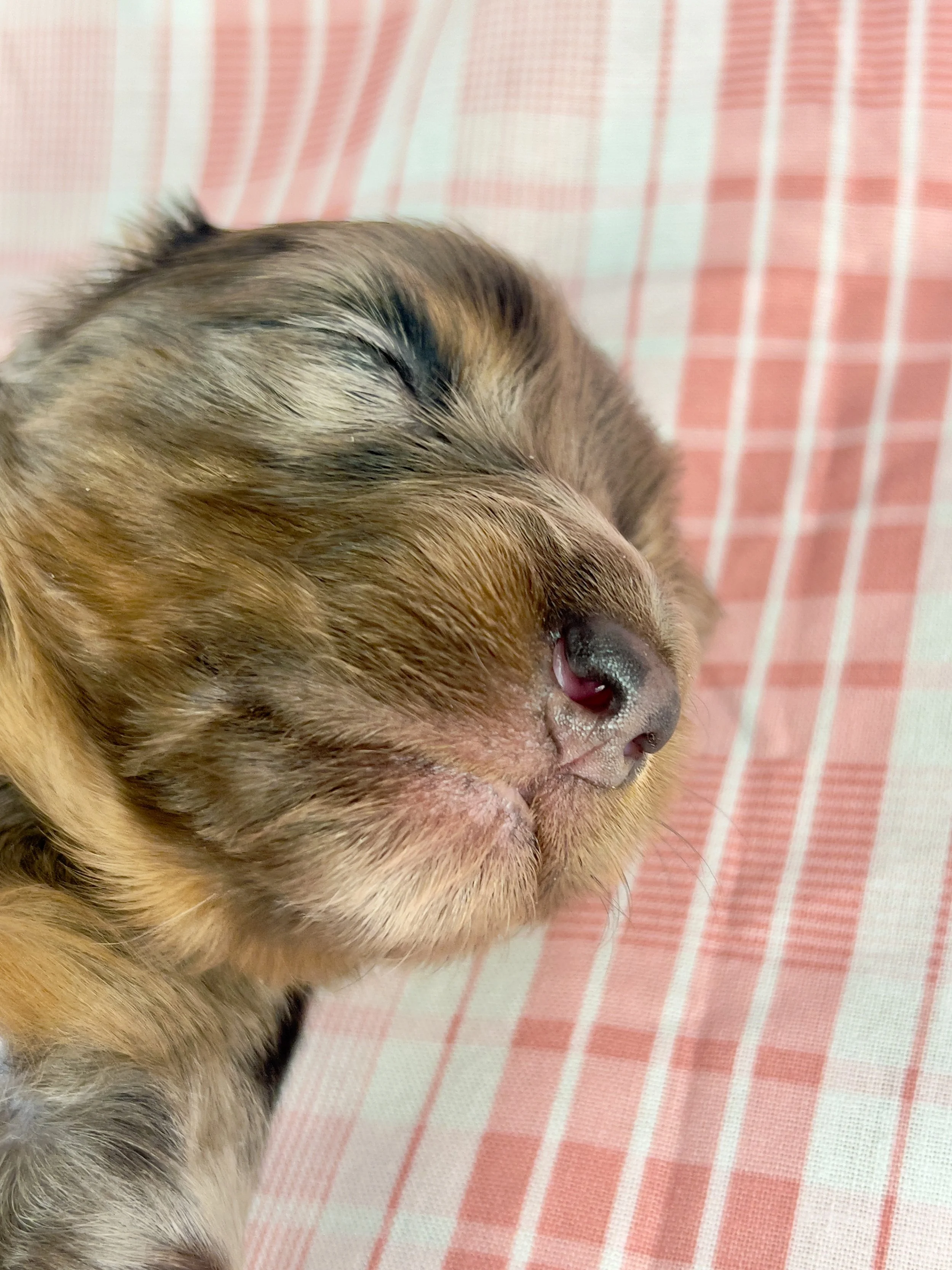 Cadbury aka Winston (RESERVED, longhaired boy)