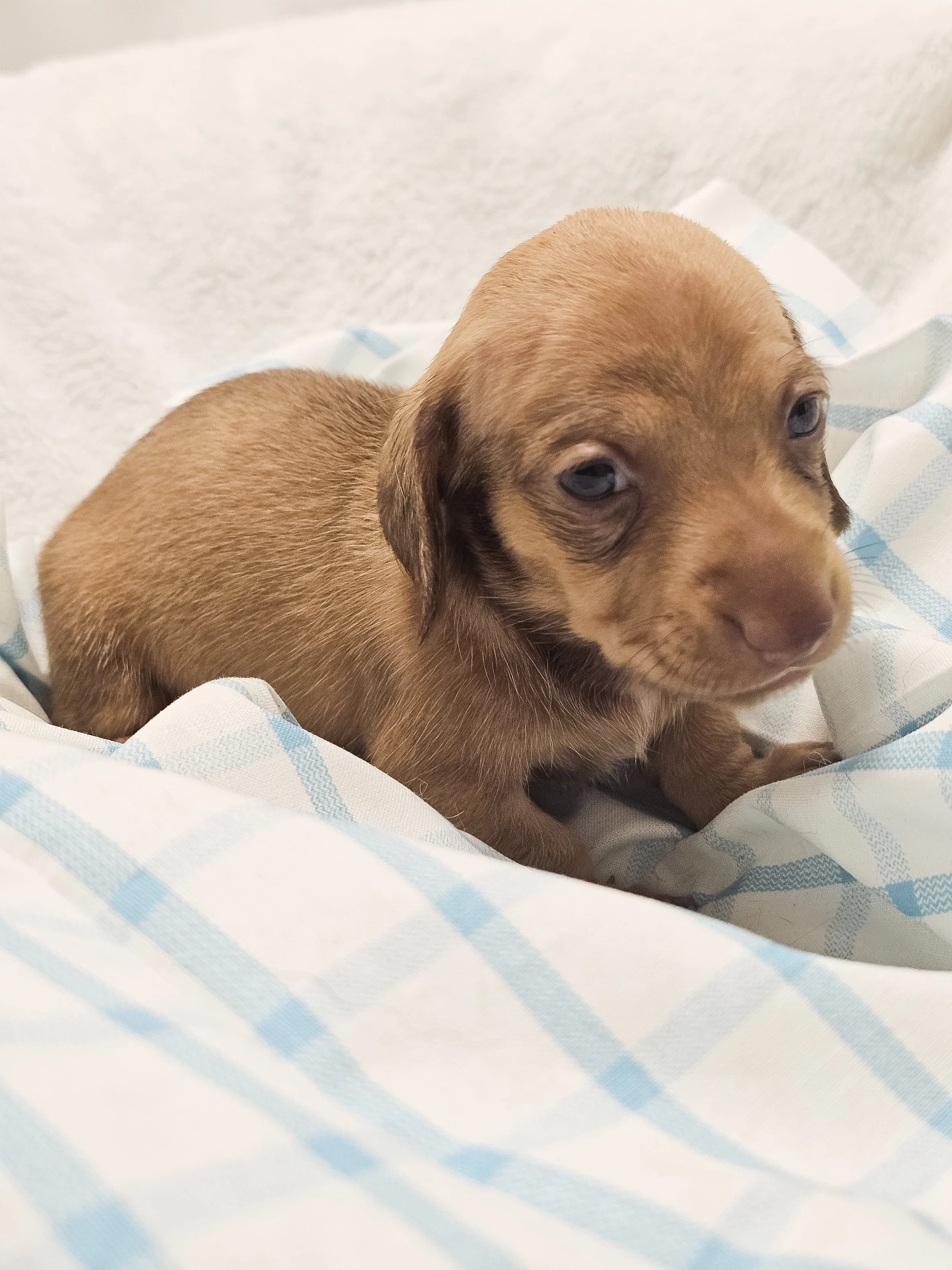Scoops (shorthaired girl, $2000 with a $500 deposit towards total)