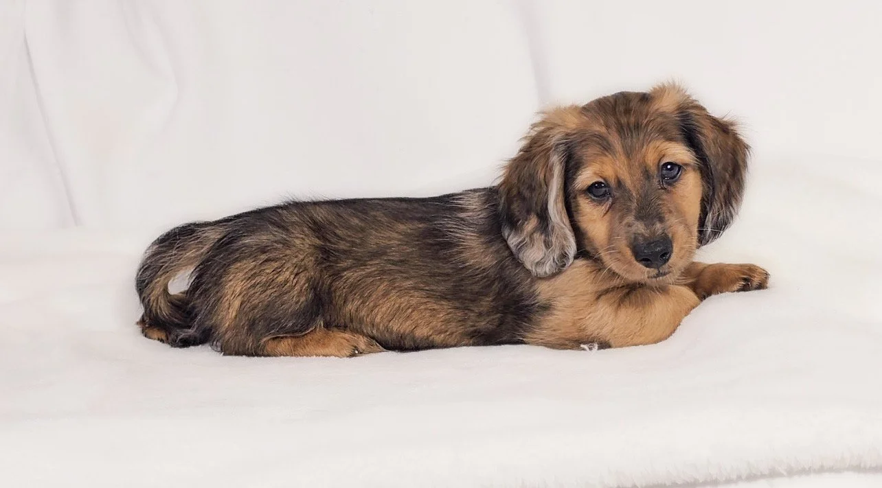 Bucket aka Randle (RESERVED, longhaired boy)