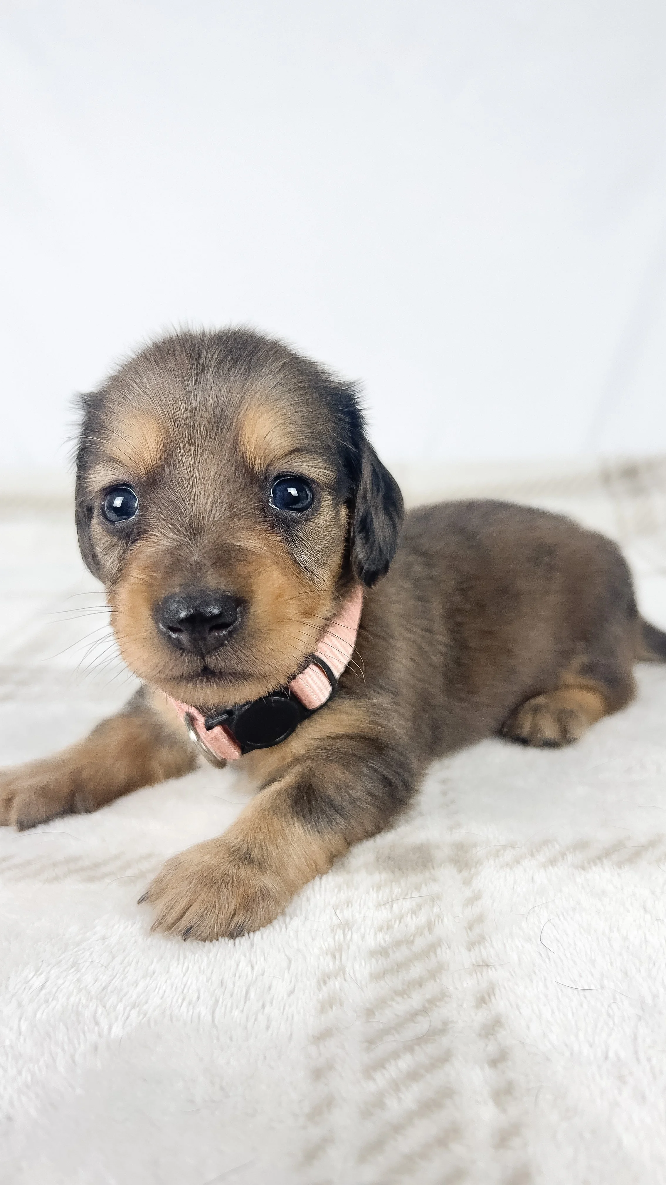 Cherry (longhaired boy, $3000 with a $500 deposit towards total)