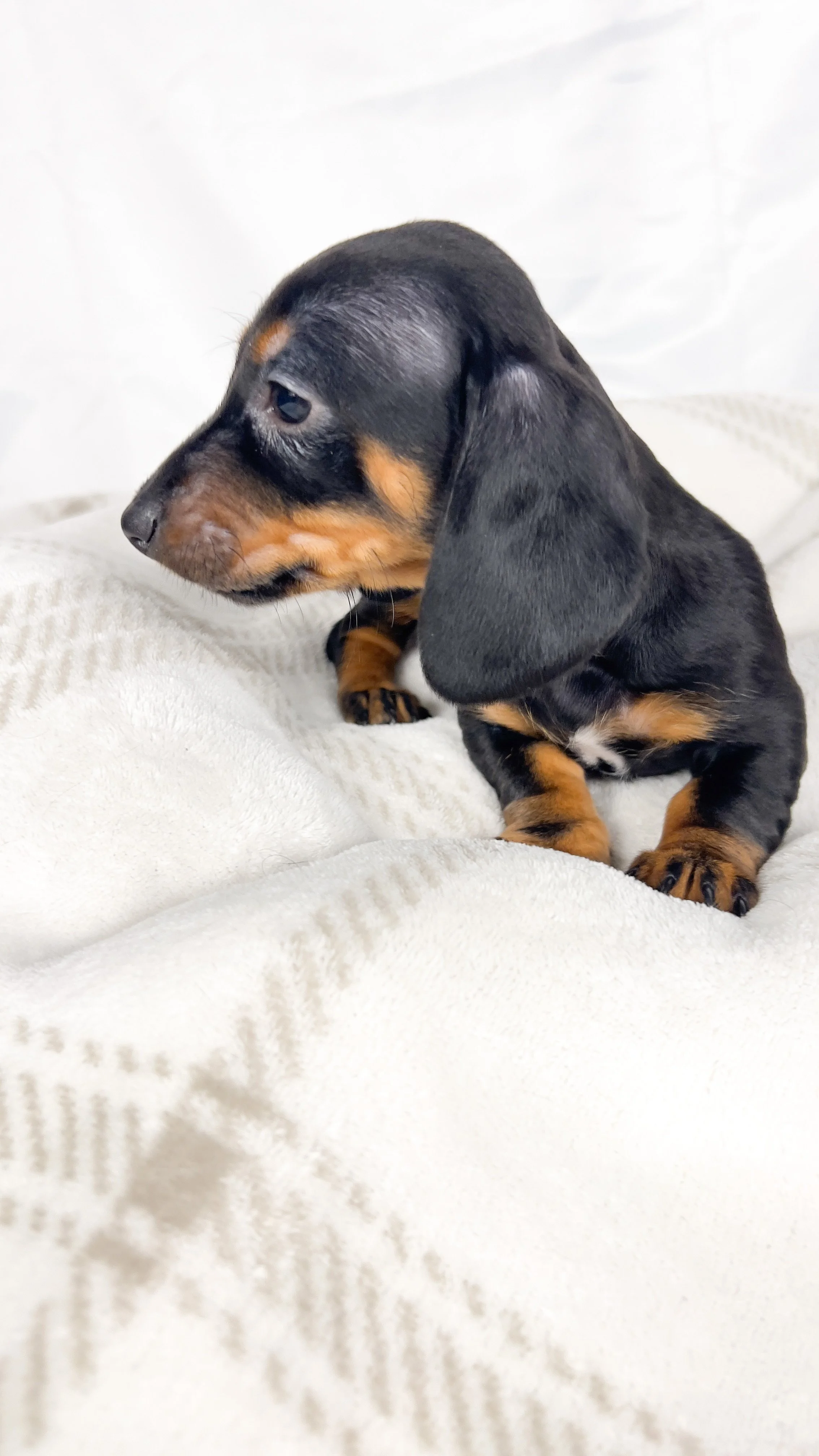Mango (RESERVED, shorthaired girl)