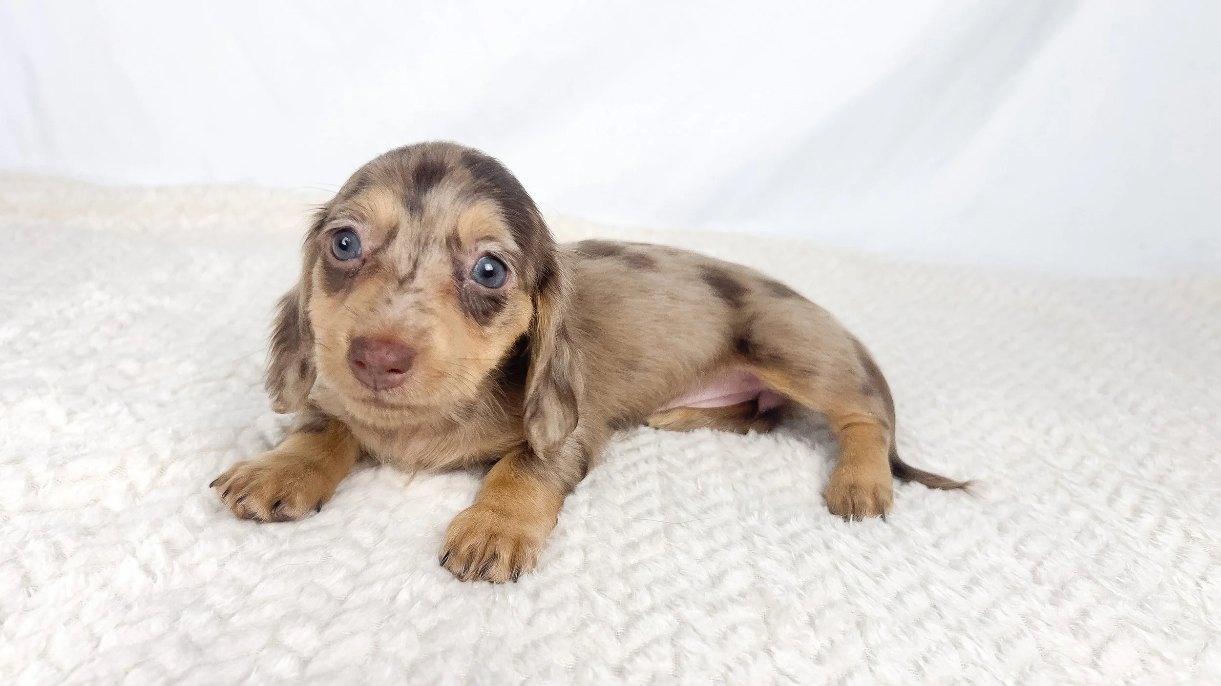 Hot fudge aka Reese (RESERVED, longhaired girl)