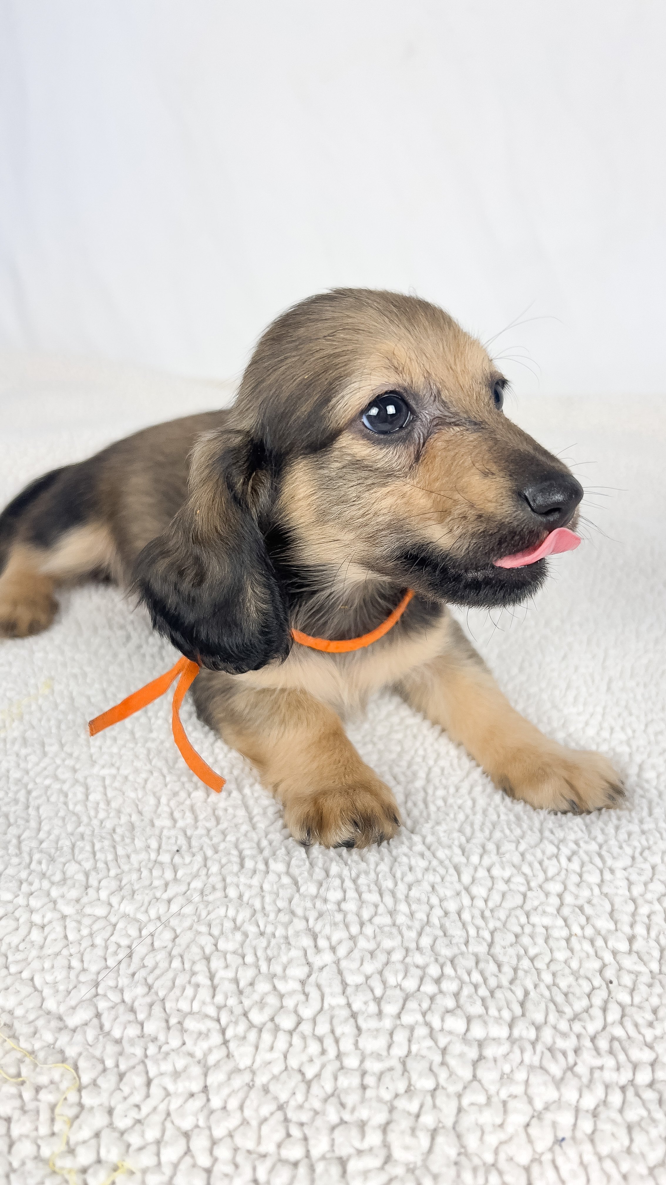 Frank aka Juiceppi (RESERVED, longhaired boy)