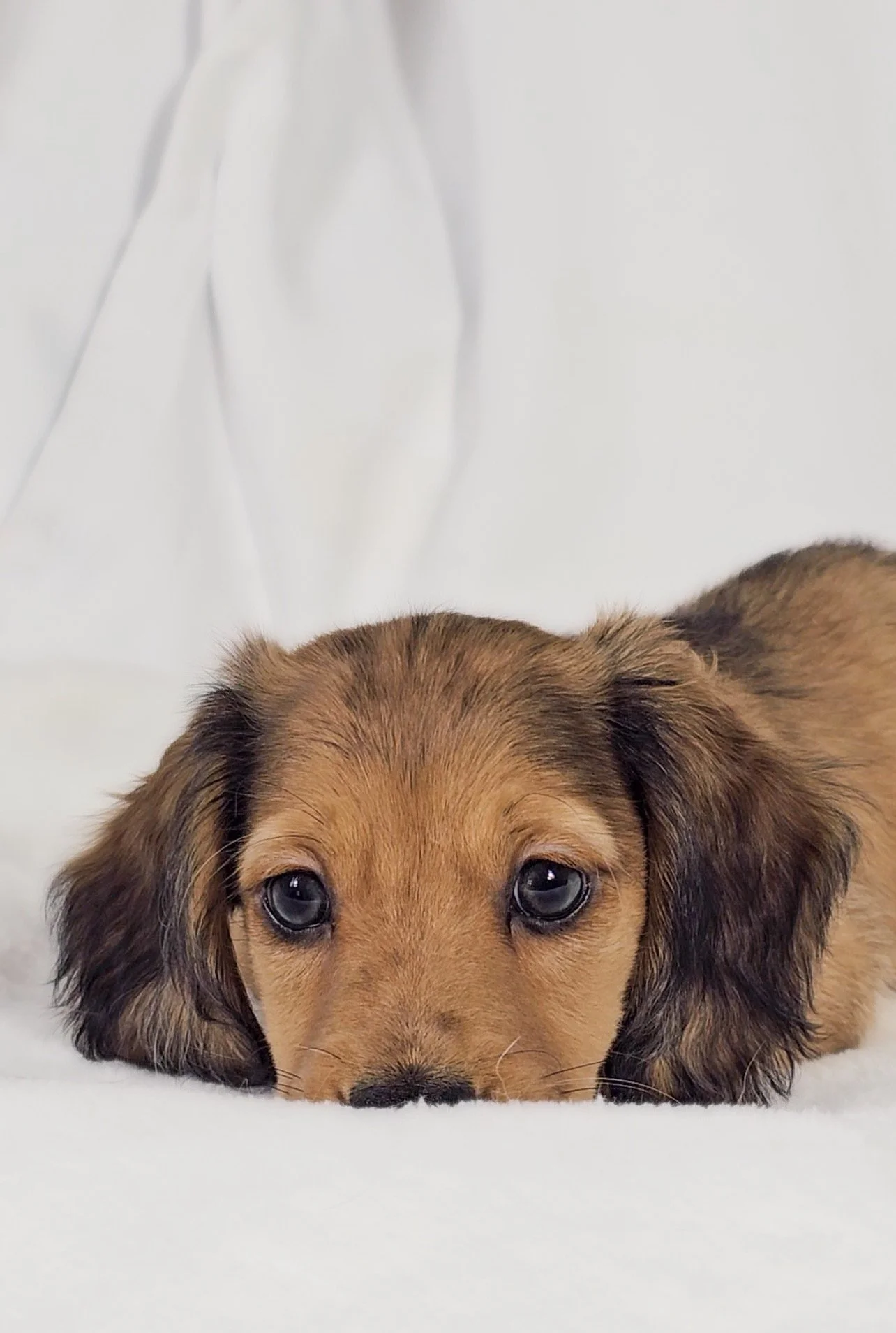 Shell (RESERVED, longhaired boy)