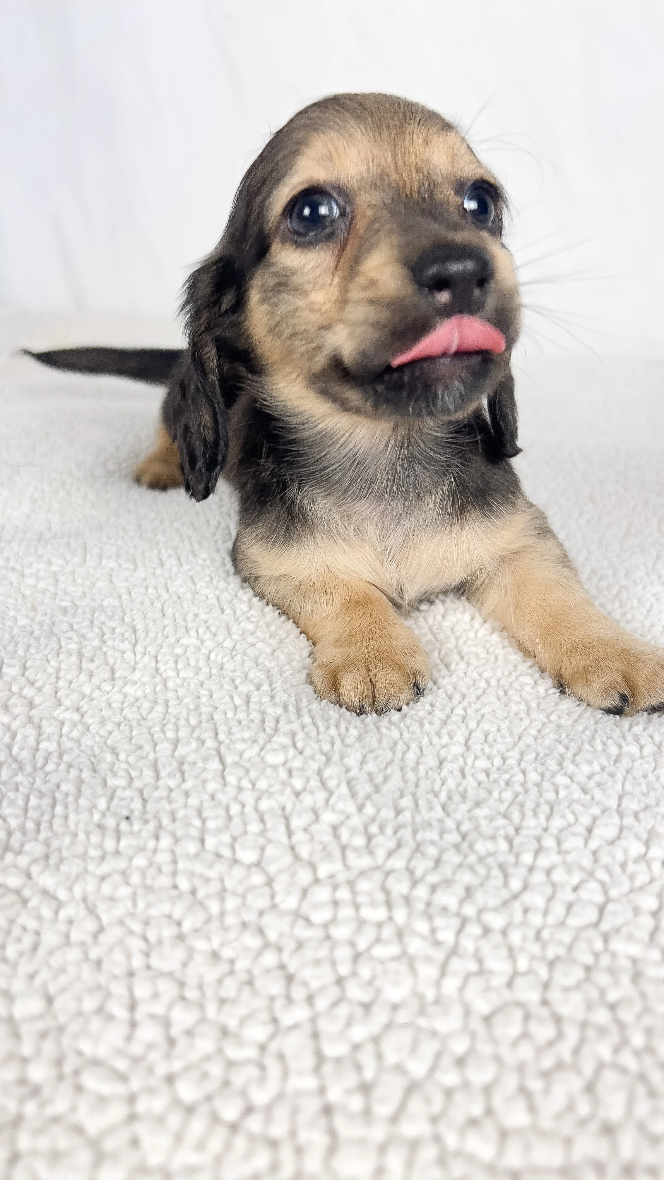 Slice (longhaired boy, $3000 with a $500 deposit towards total)