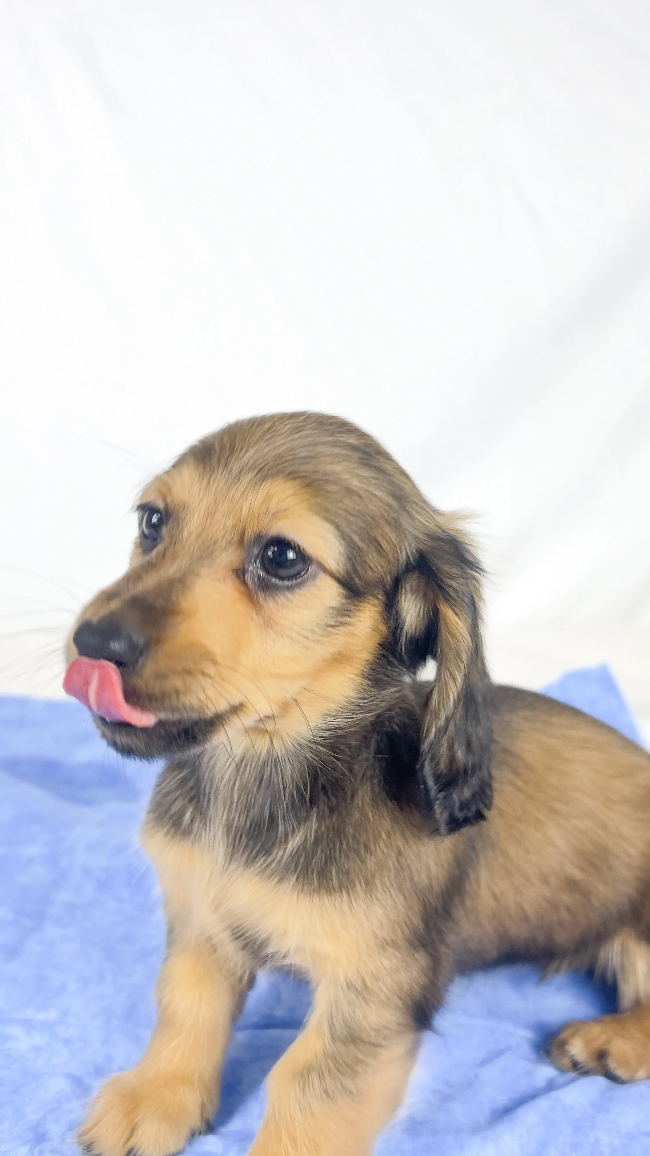 Whip cream (RESERVED, longhaired girl)