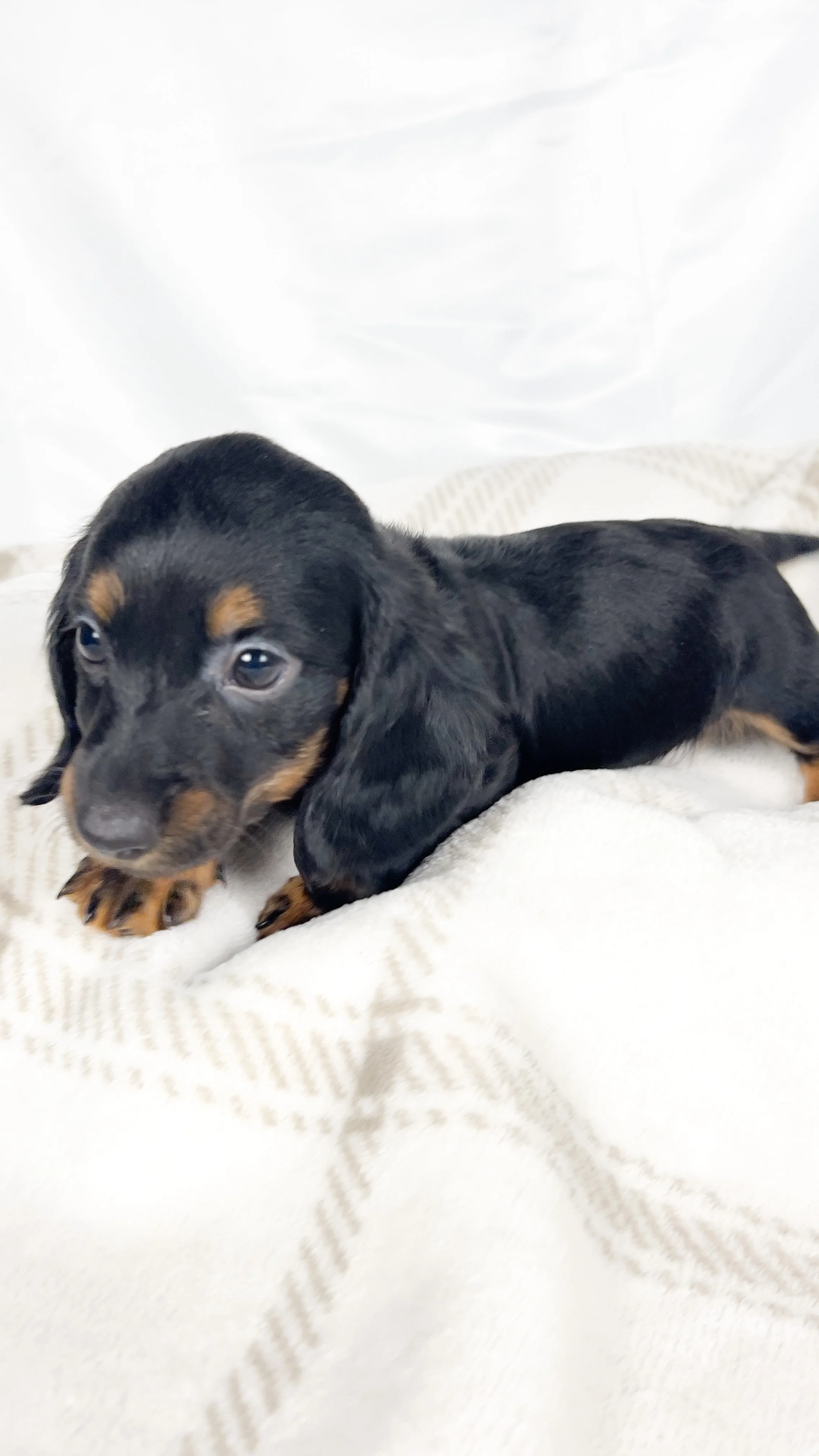 Brown sugar (RESERVED, longhaired boy)