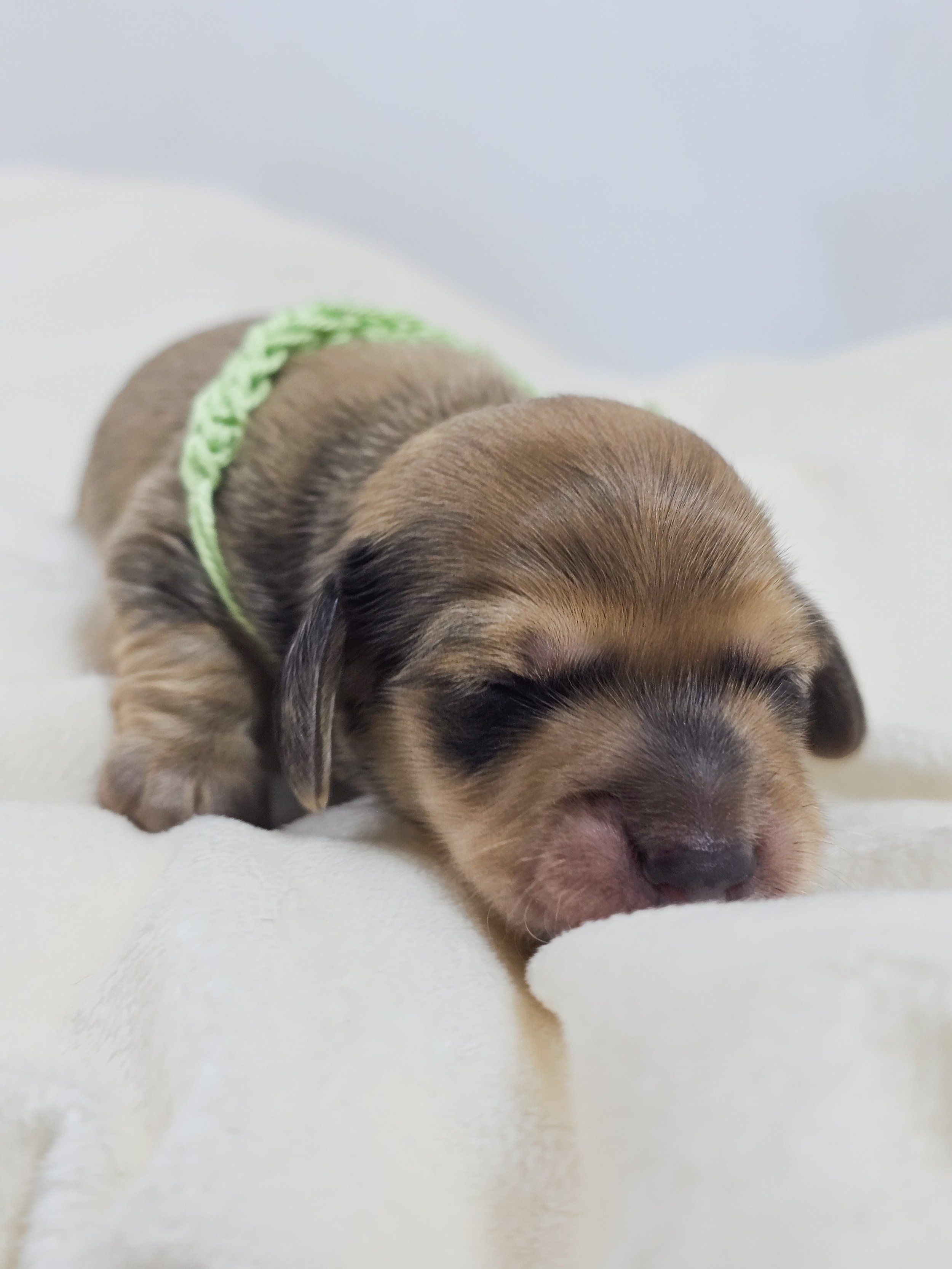 Pickles (longhaired boy, $3300 with a $500 deposit towards total)