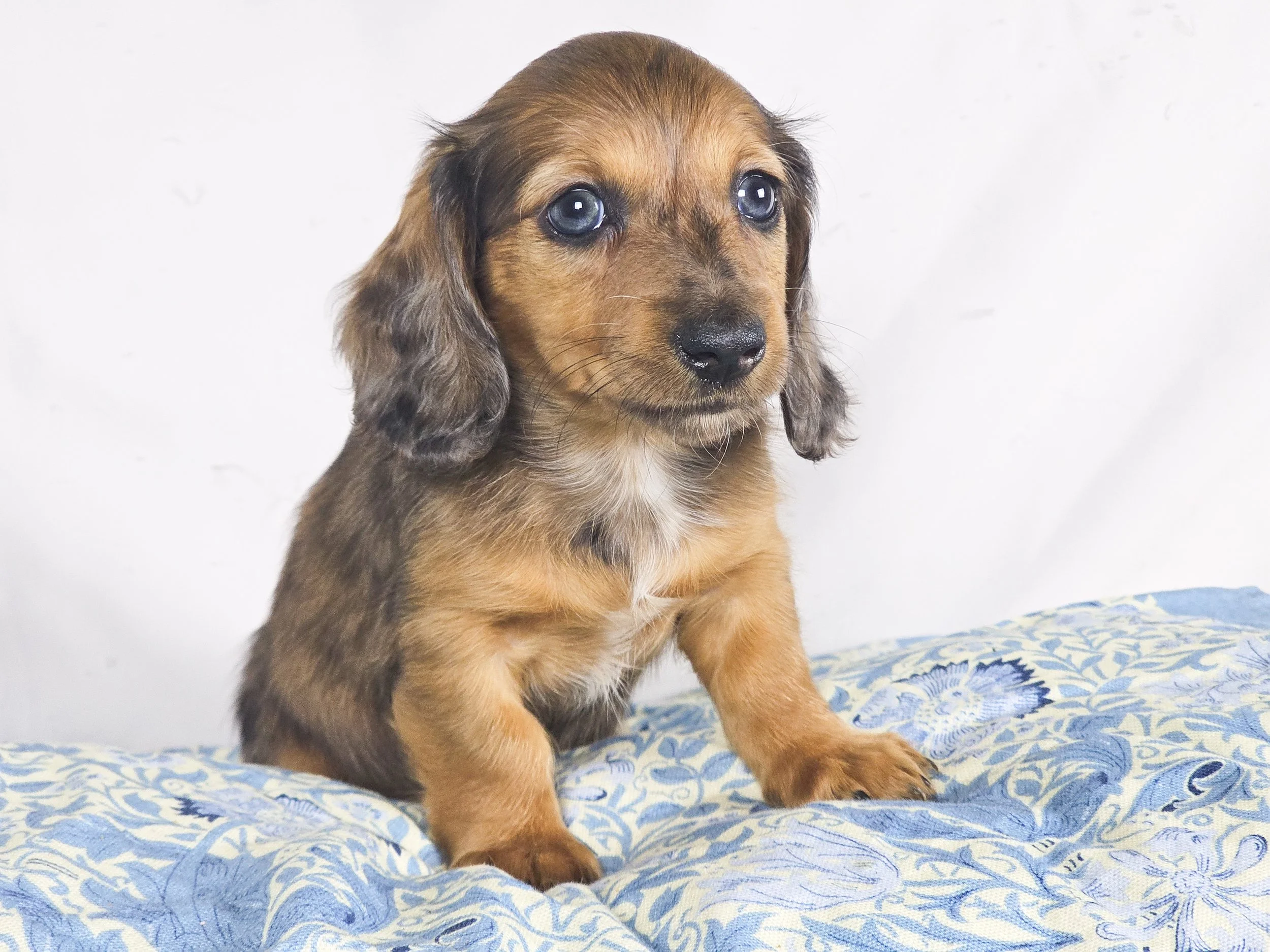 BBQ aka Millie (RESERVED, longhaired girl)