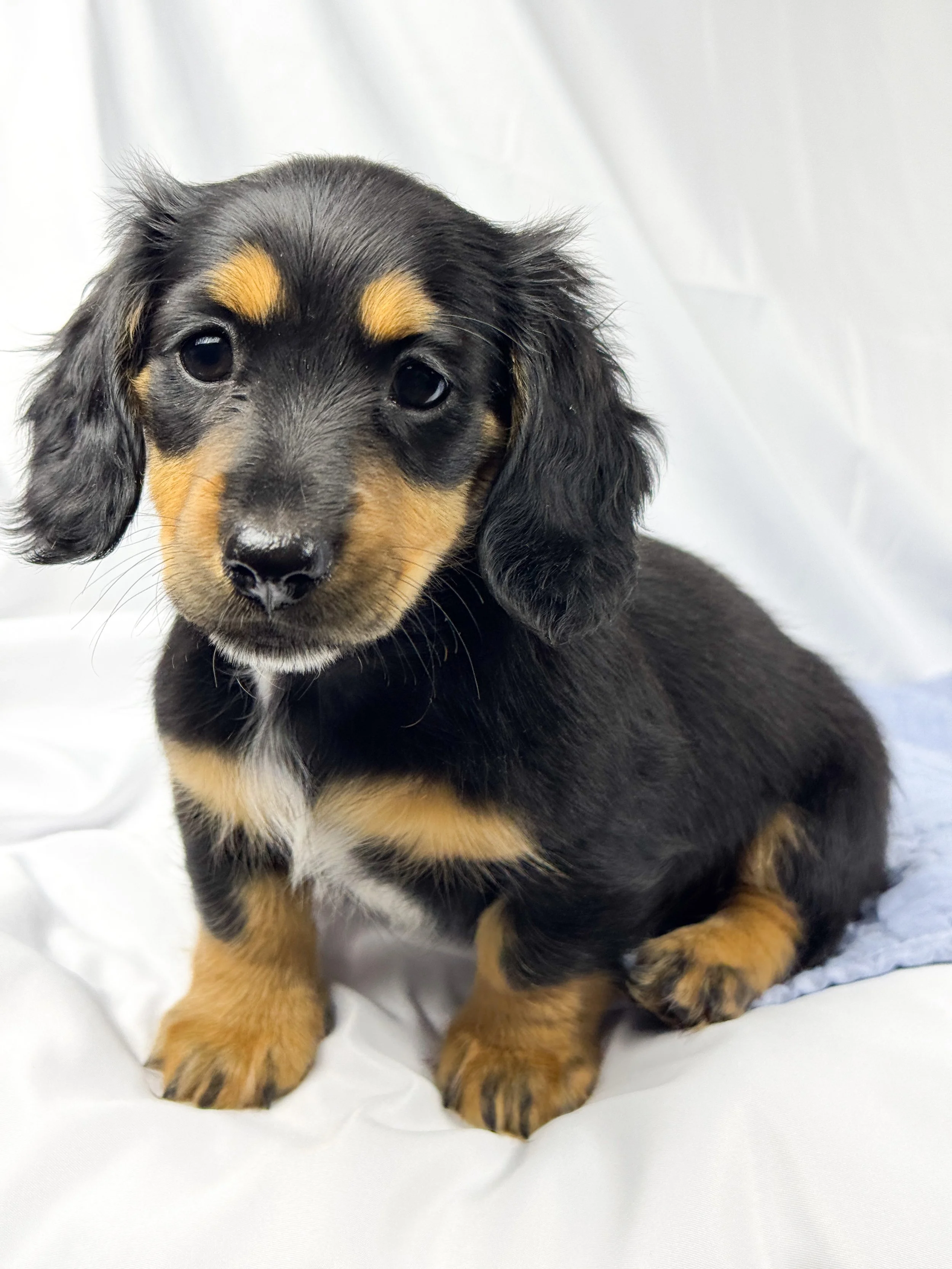Limon (RESERVED, longhaired girl)