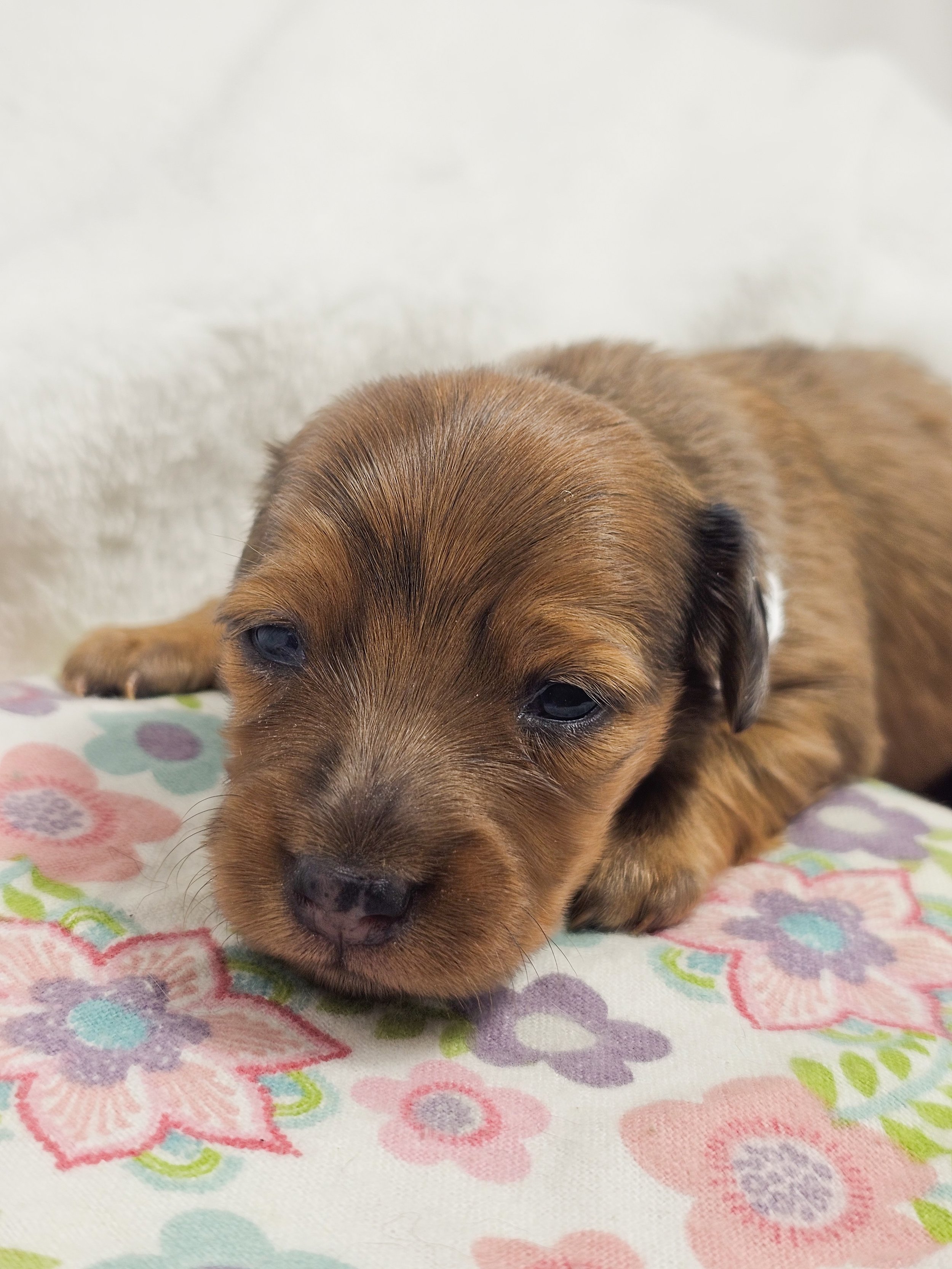 Sand (longhaired girl, $4000 with a $500 deposit towards total)