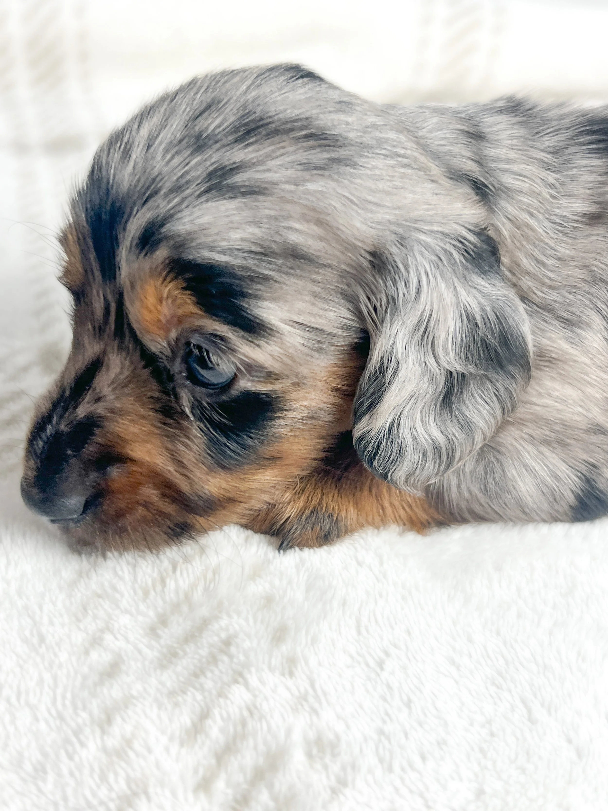 Egg aka Winnie (RESERVED, longhaired girl)