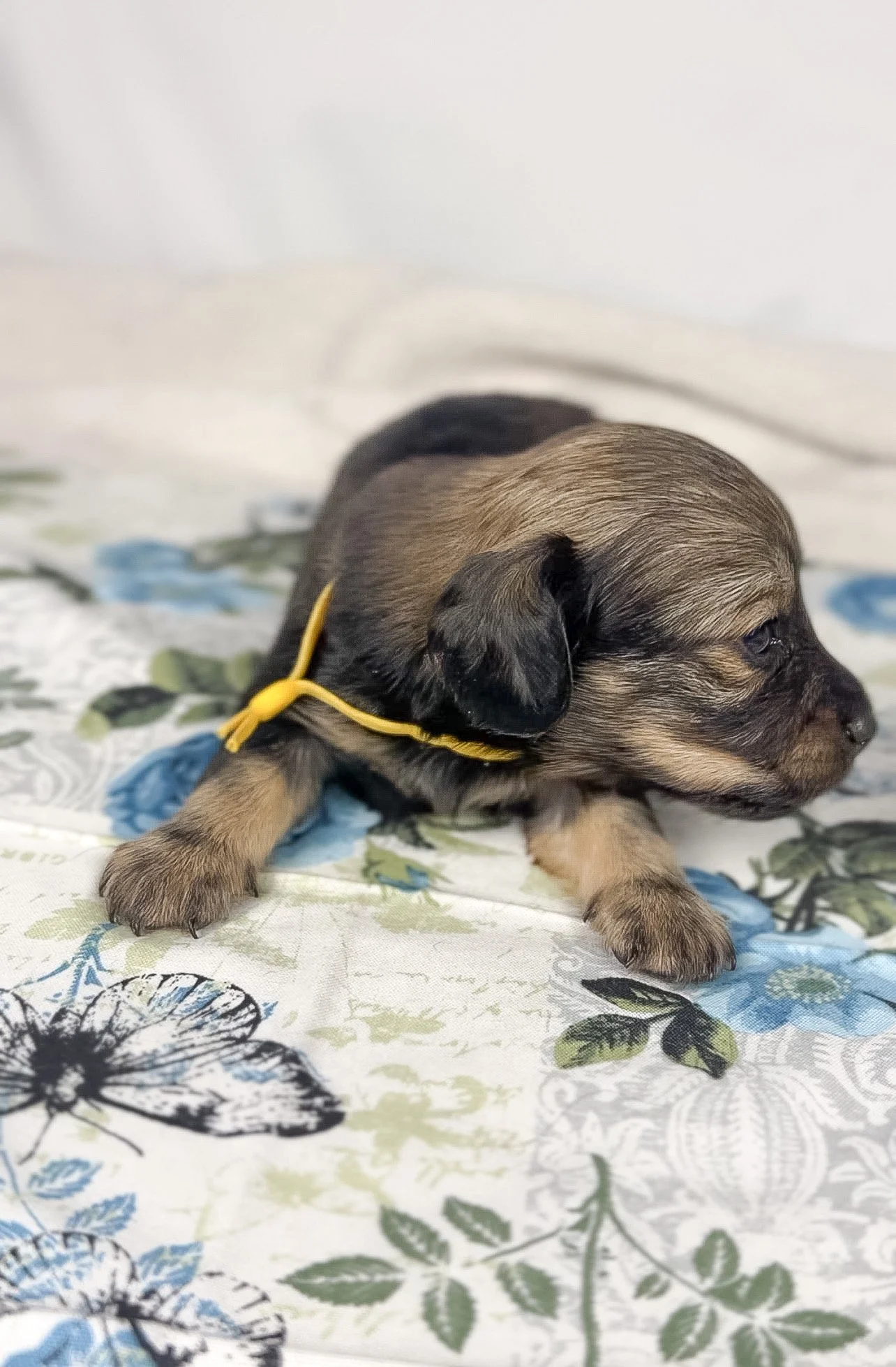 Sundae (longhaired girl, $3000 with a $500 deposit towards total)