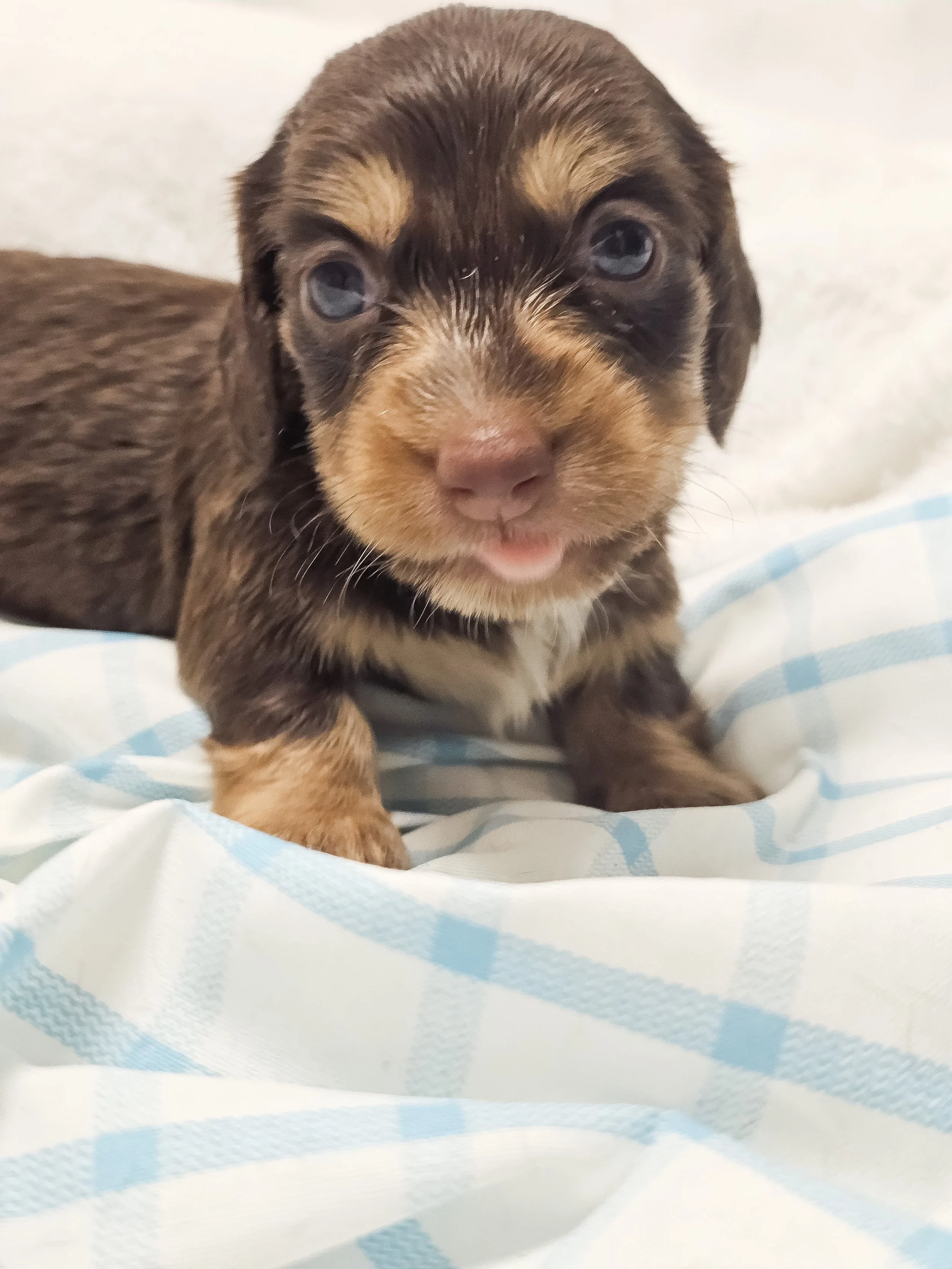 Twists HBBQ (longhaired boy, $2500 with a $500 deposit towards total)