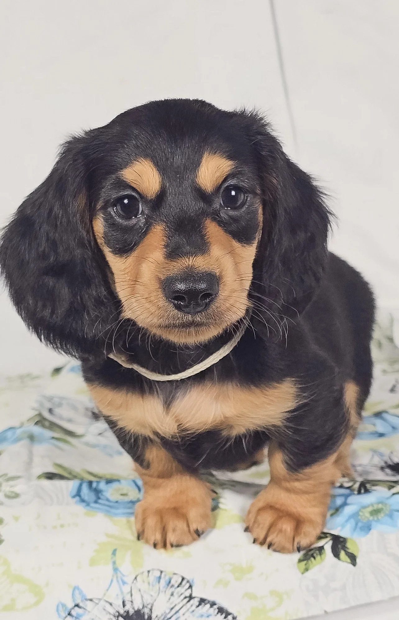 Cheese (RESERVED, longhaired boy)