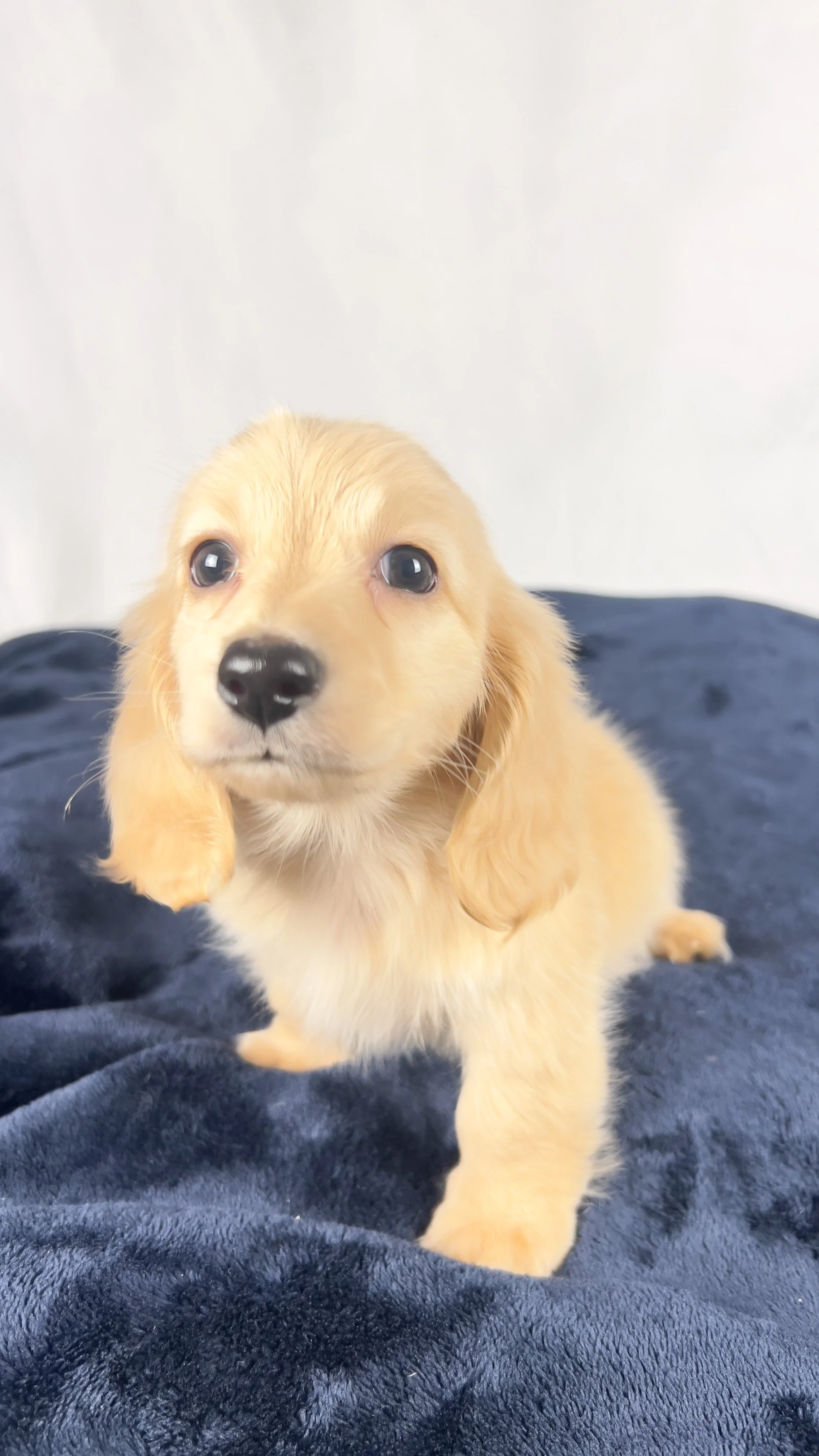 Wafer (RESERVED, longhaired boy)