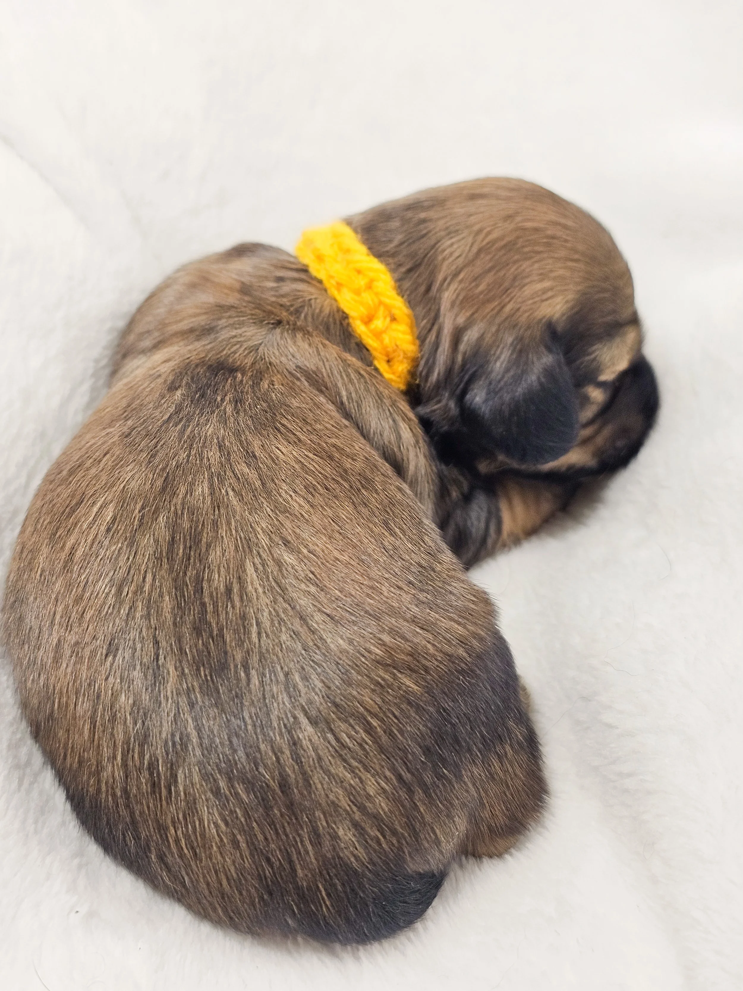 Sunflower (longhaired girl, $4000 with a $500 deposit towards total)