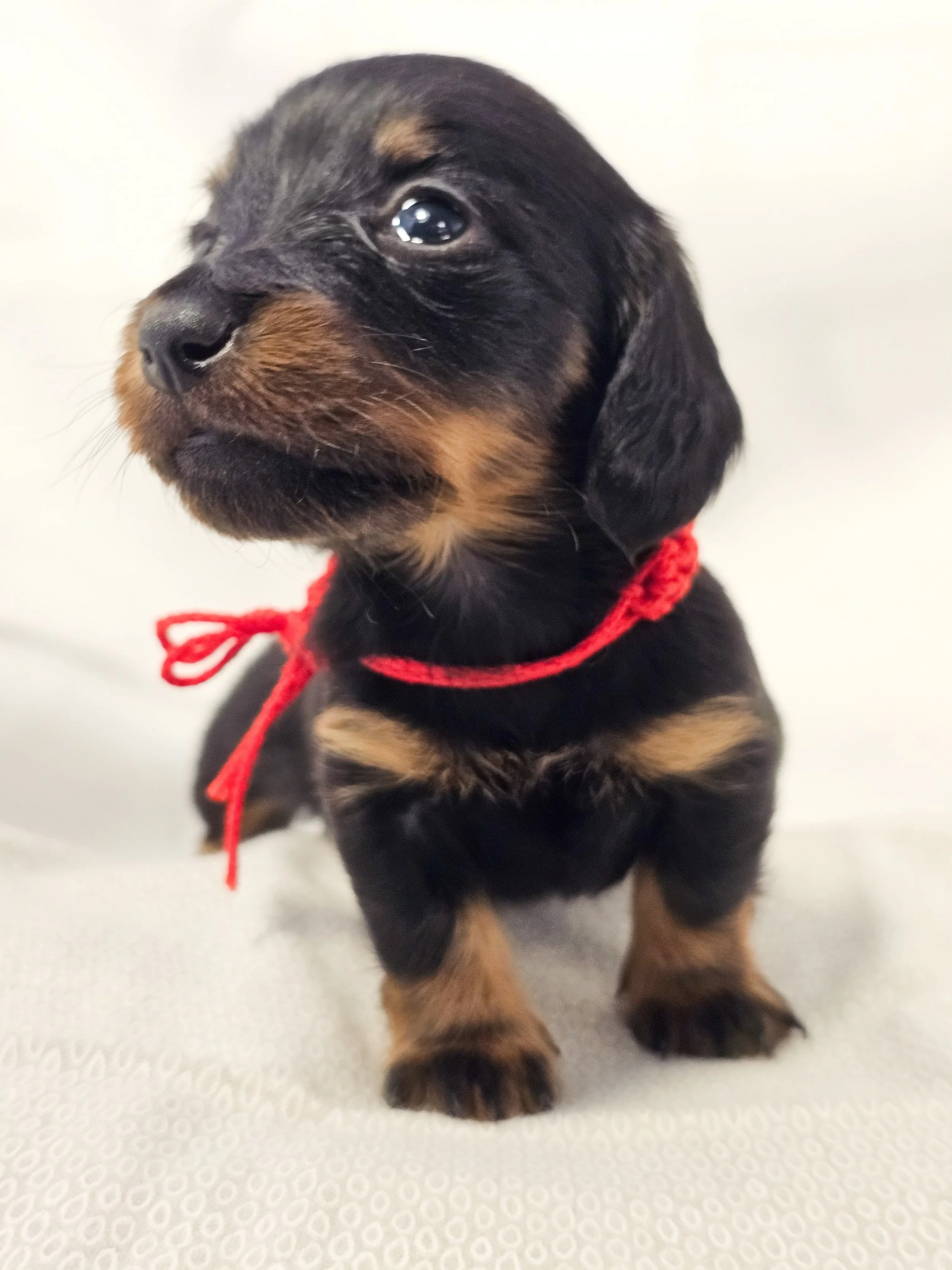 Jelly (longhaired girl, $4000 with a $500 deposit towards the total)
