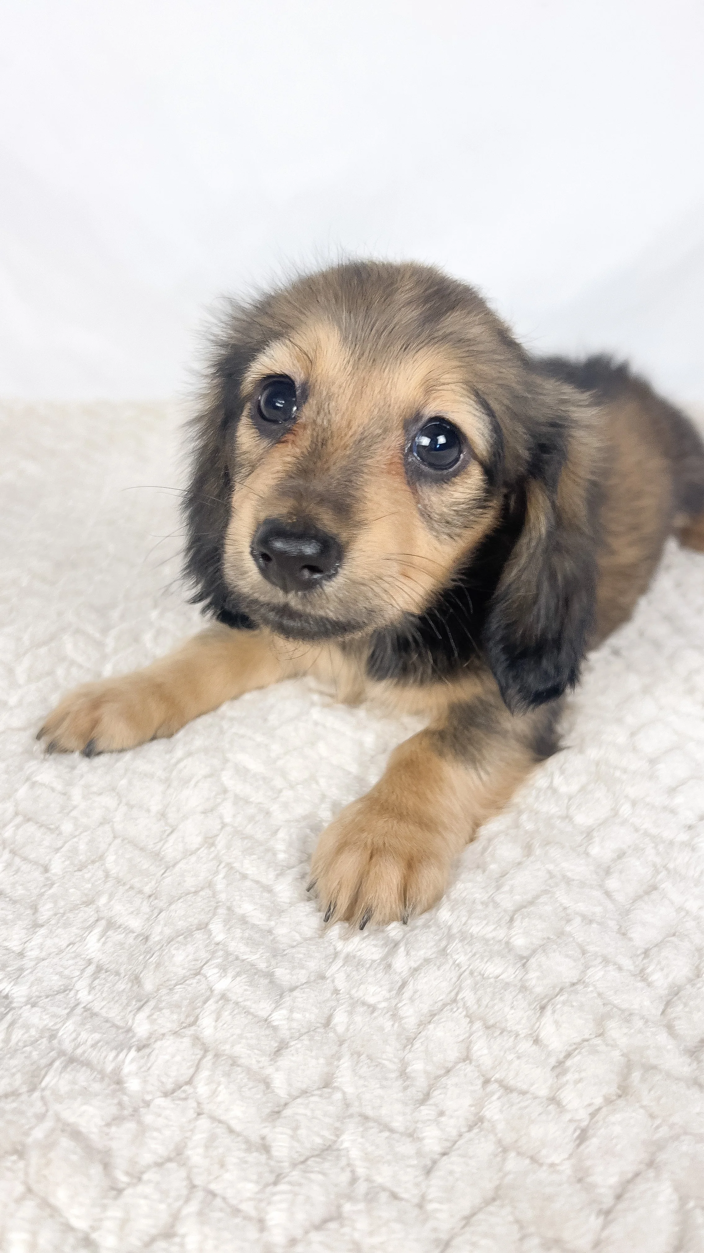 Whip cream (RESERVED, longhaired girl)
