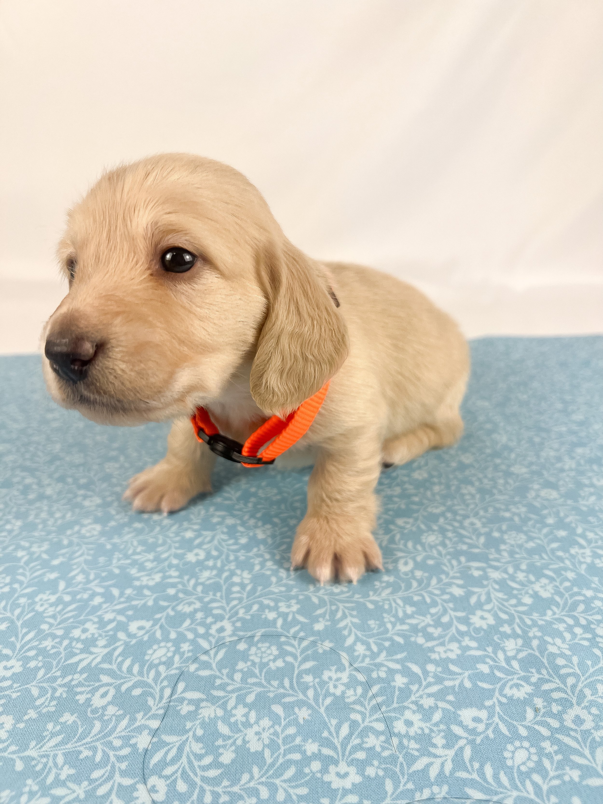 Cheddar aka Benson (RESERVED, longhaired boy)