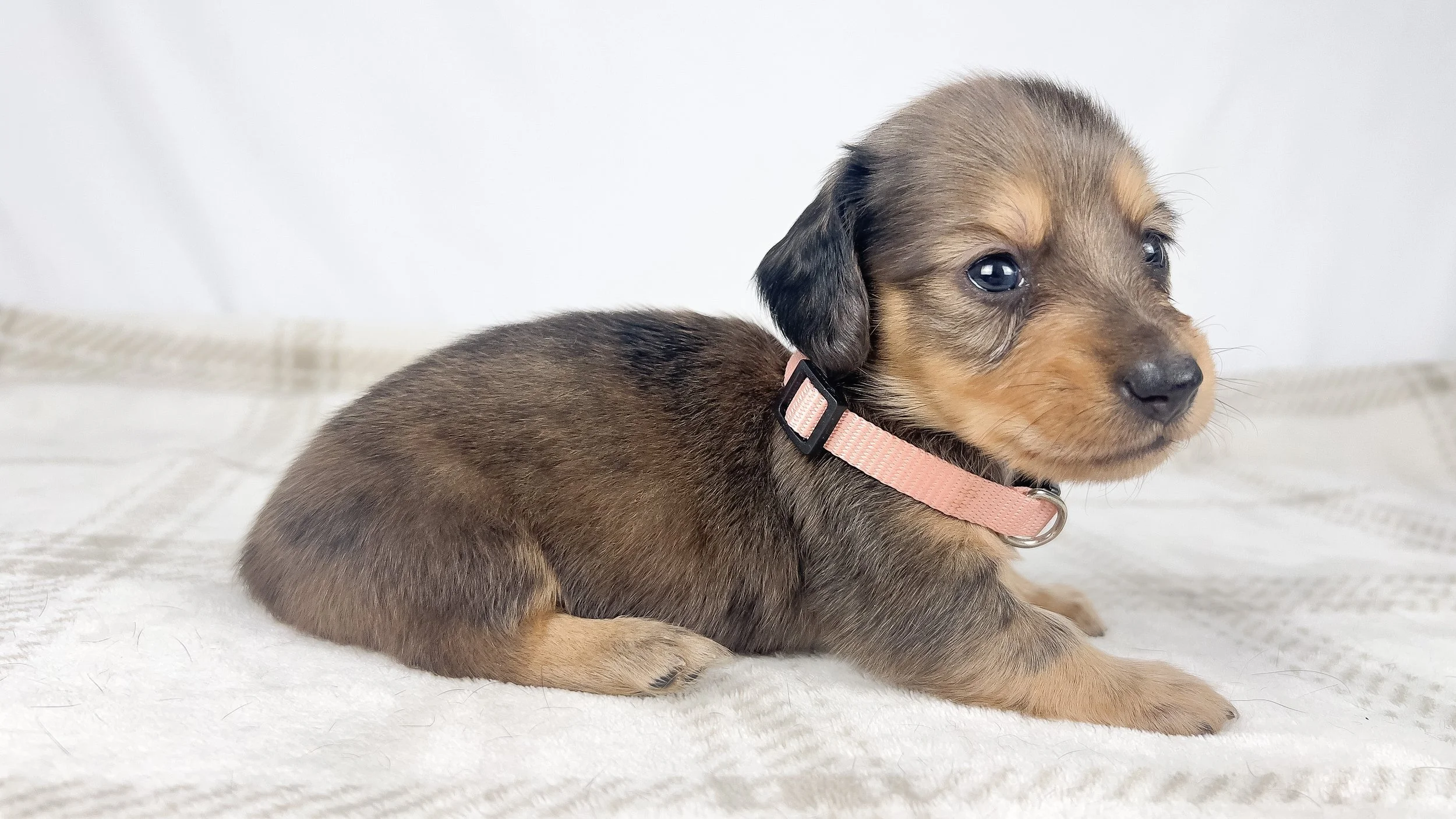 Cherry (longhaired boy, $3000 with a $500 deposit towards total)
