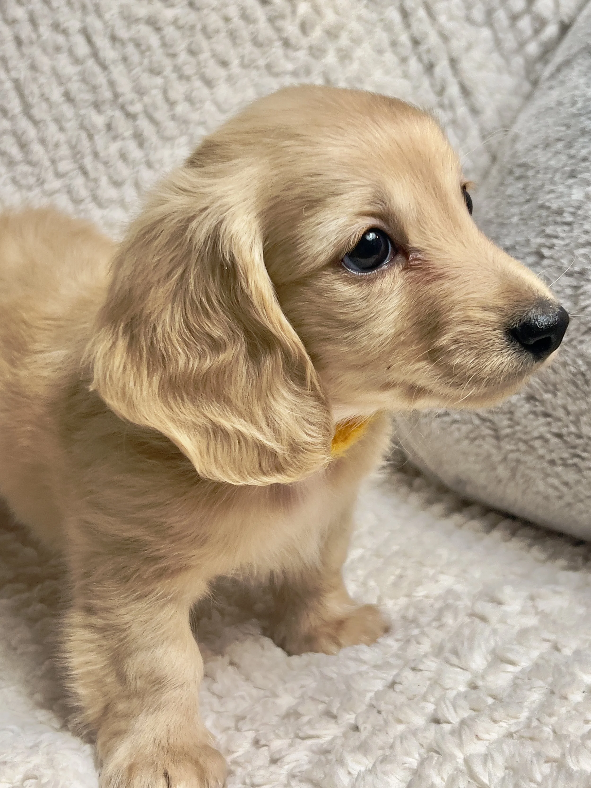 Sparkler aka Cannoli (RESERVED, longhaired boy)