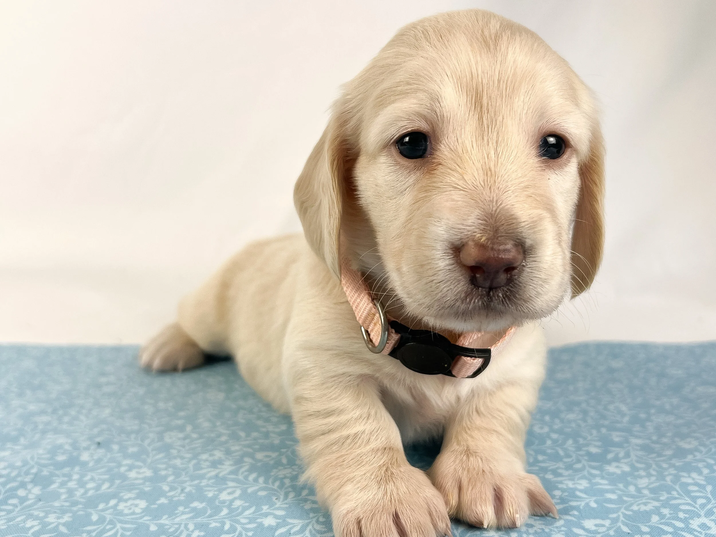 Swiss aka Willow (RESERVED, longhaired girl)