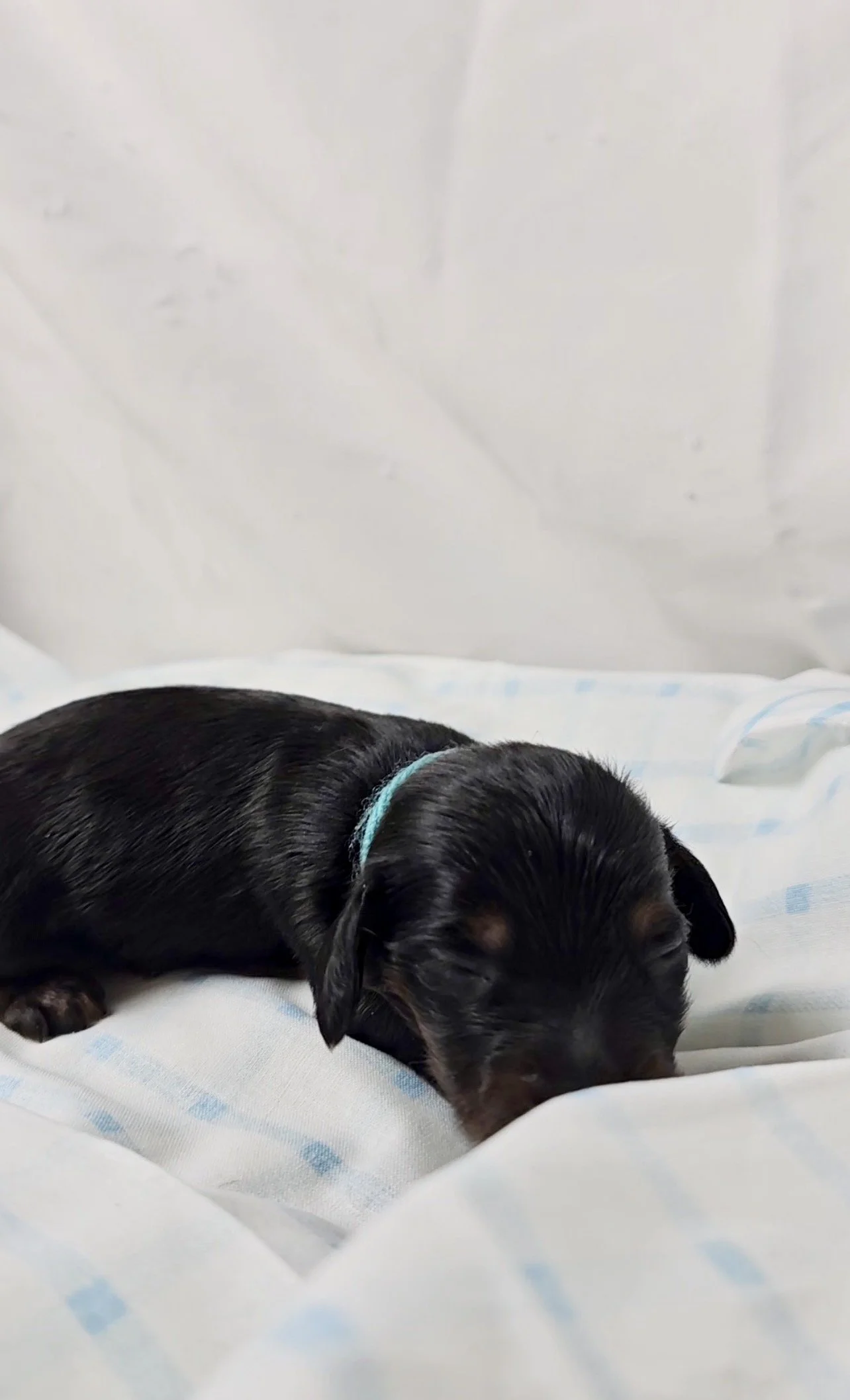 Jolly Rancher (longhaired boy, $2500 with a $500 deposit towards total)