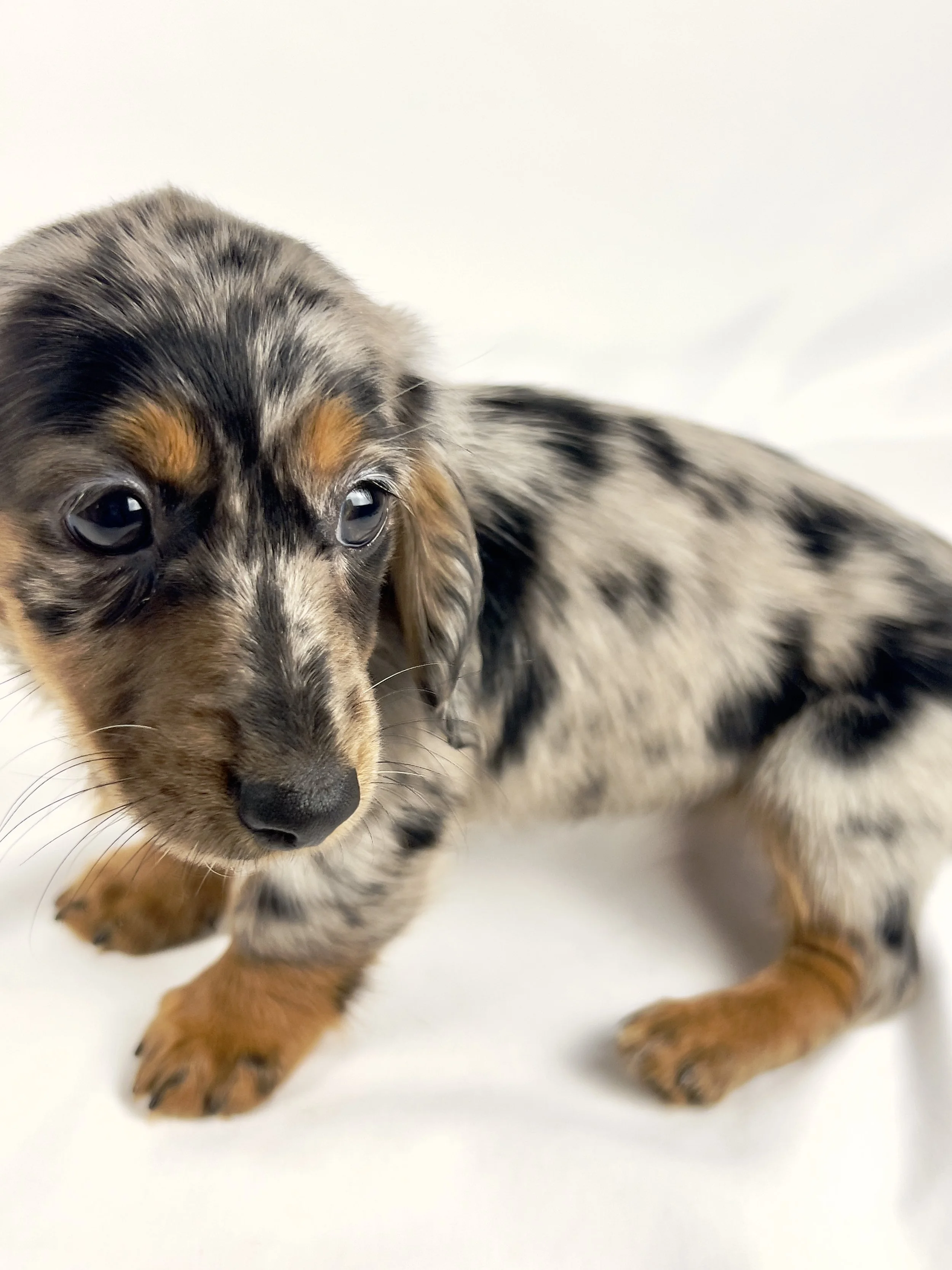 Egg aka Winnie (RESERVED, longhaired girl)