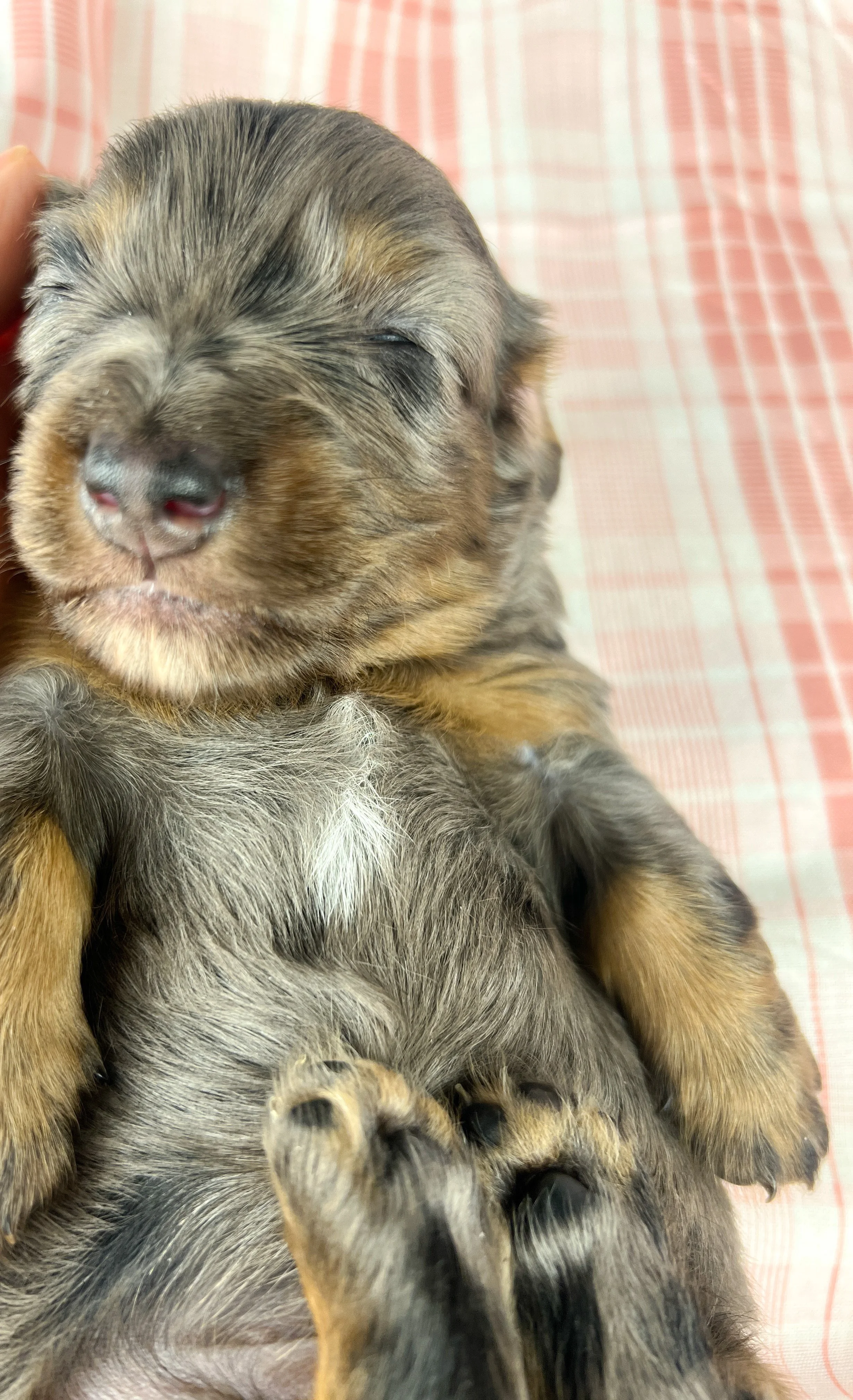 Cadbury aka Winston (RESERVED, longhaired boy)