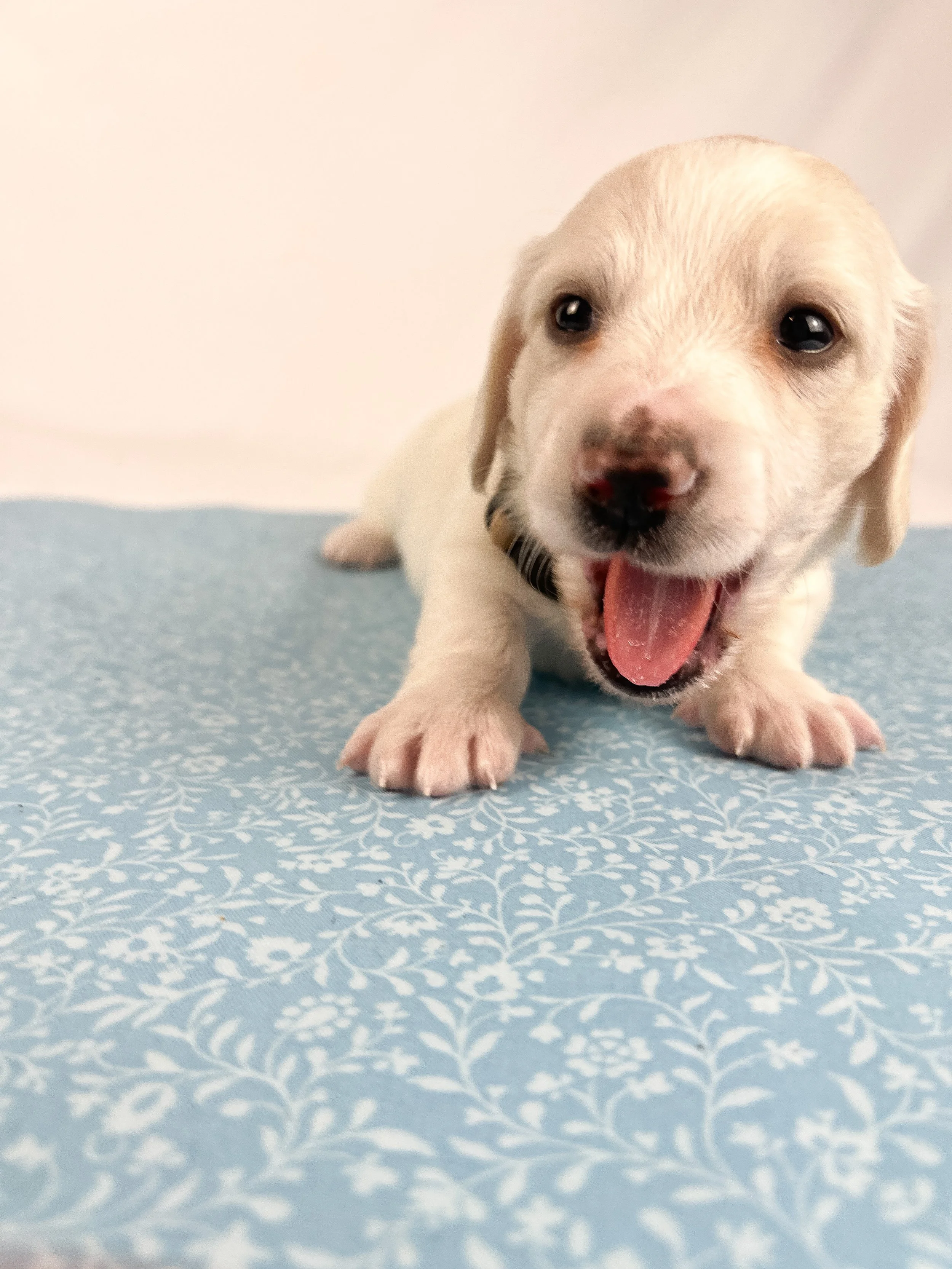 Pepperjack (longhaired boy, $4000 with a $500 deposit towards total)