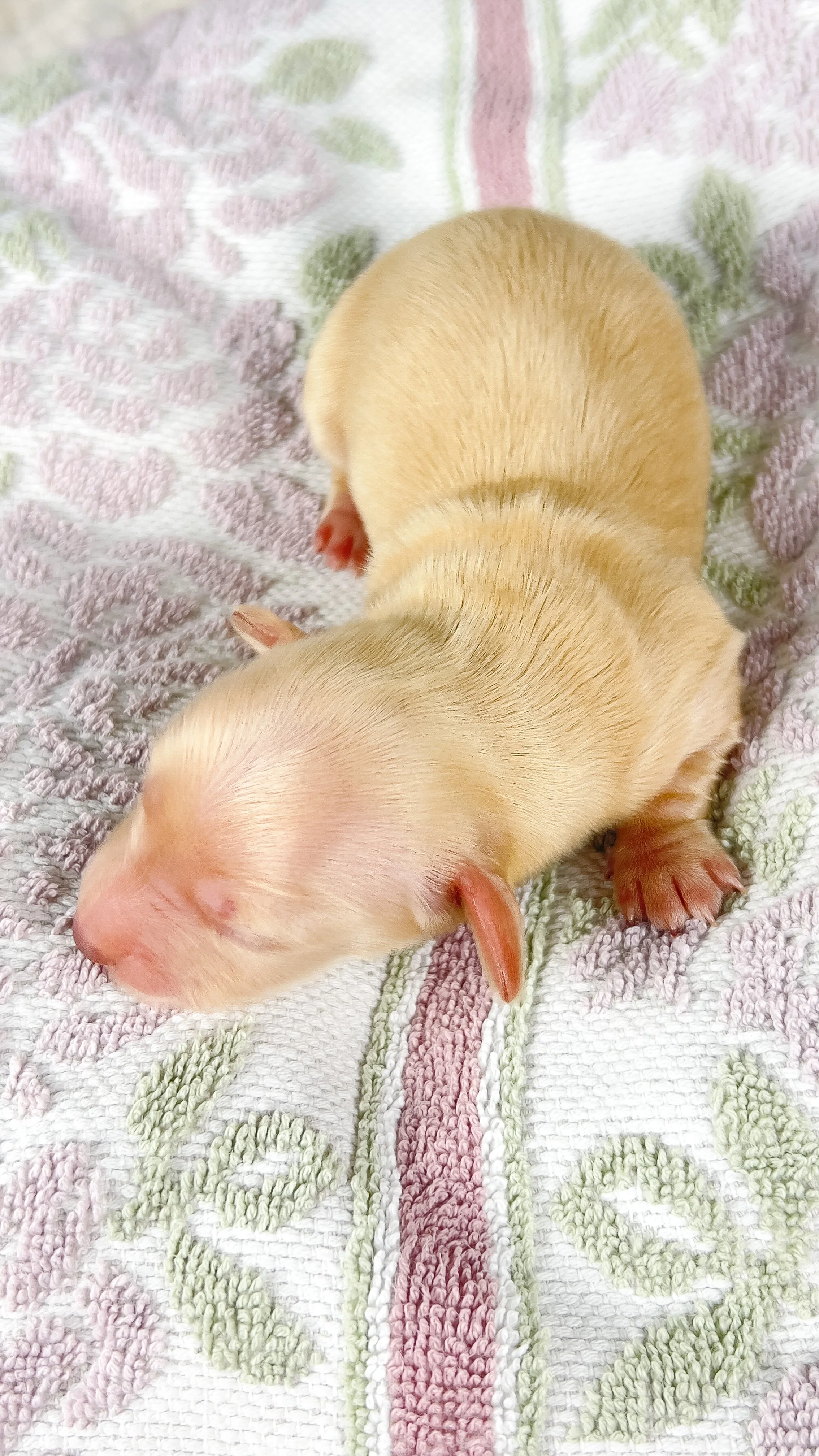 Vanilla (longhaired girl, $4000 with a $500 deposit towards total)