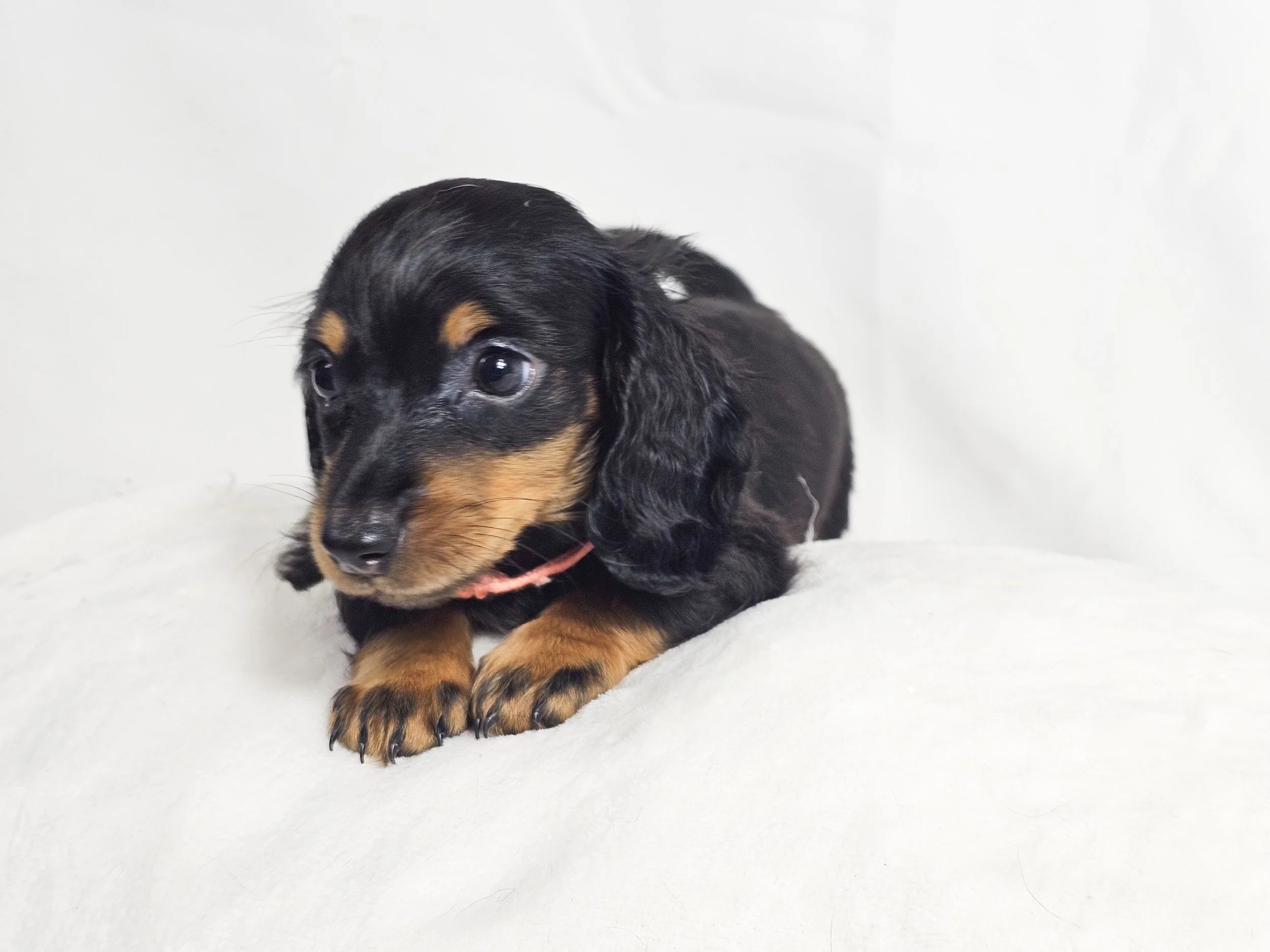 Berry (RESERVED, longhaired girl)