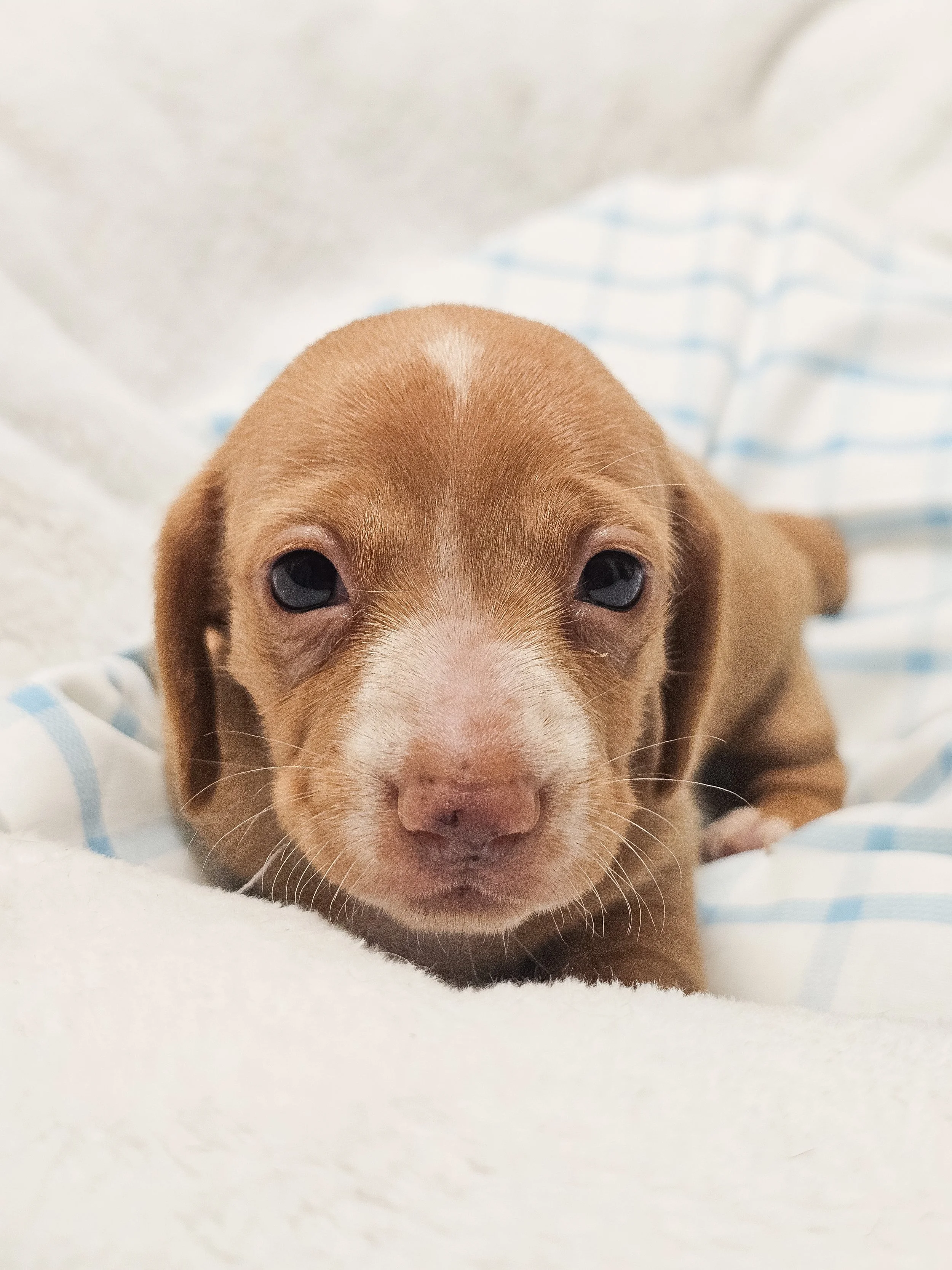 Spicy Jalapeño (shorthaired girl, $2000 with a $500 deposit towards total)