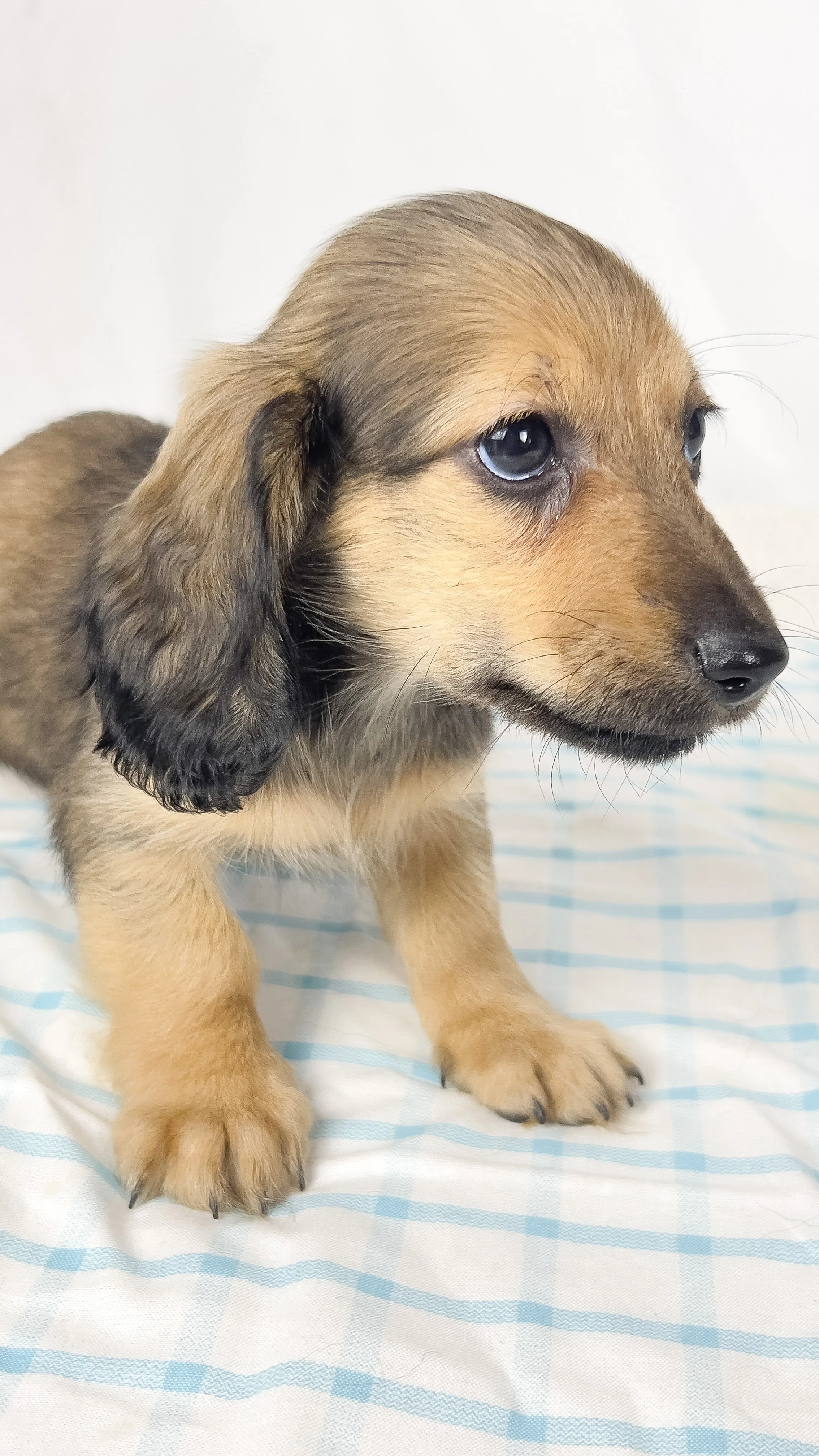 Frank aka Juiceppi (RESERVED, longhaired boy)