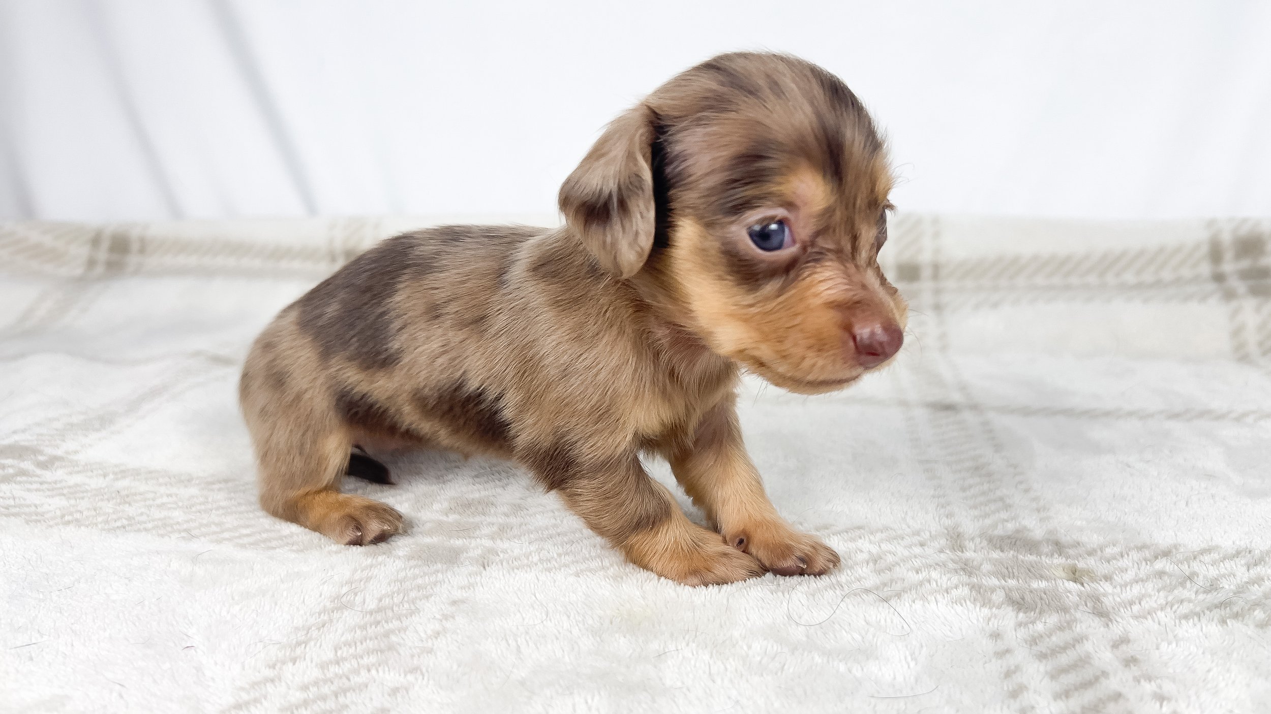 Hot fudge aka Reese (RESERVED, longhaired girl)