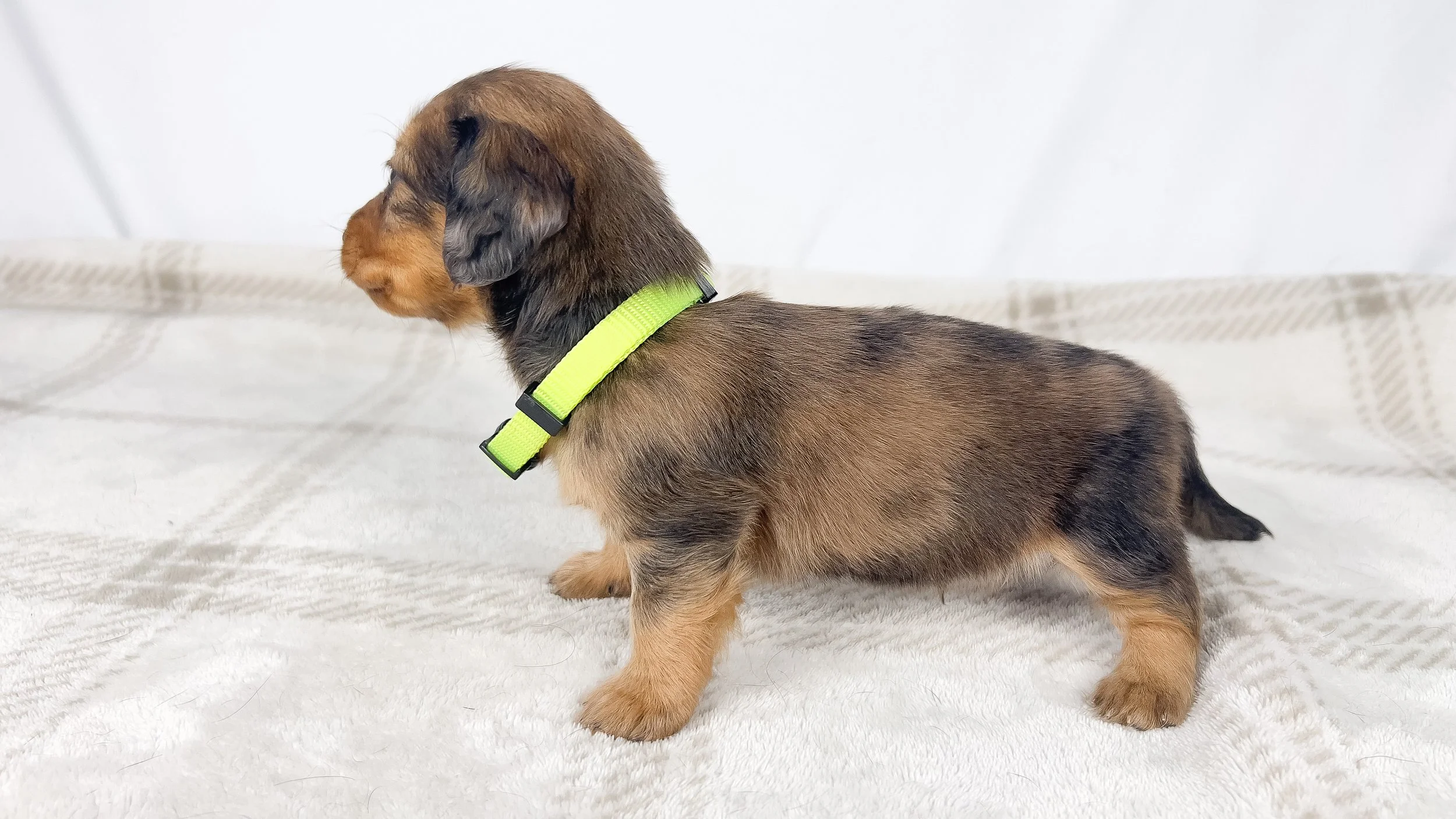 Peanuts (RESERVED, longhaired boy)