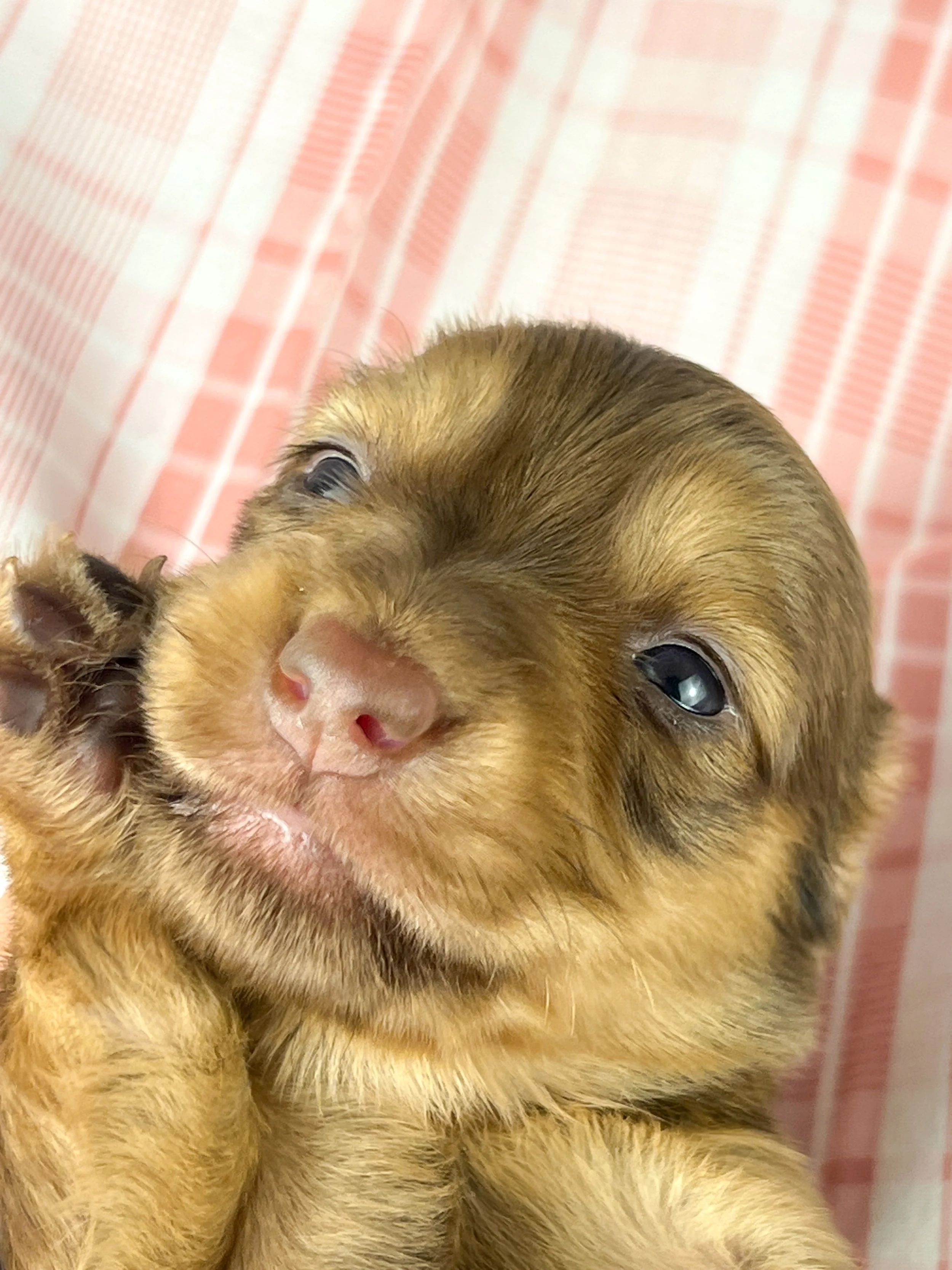 Crème aka Daisy (RESERVED, longhaired girl)